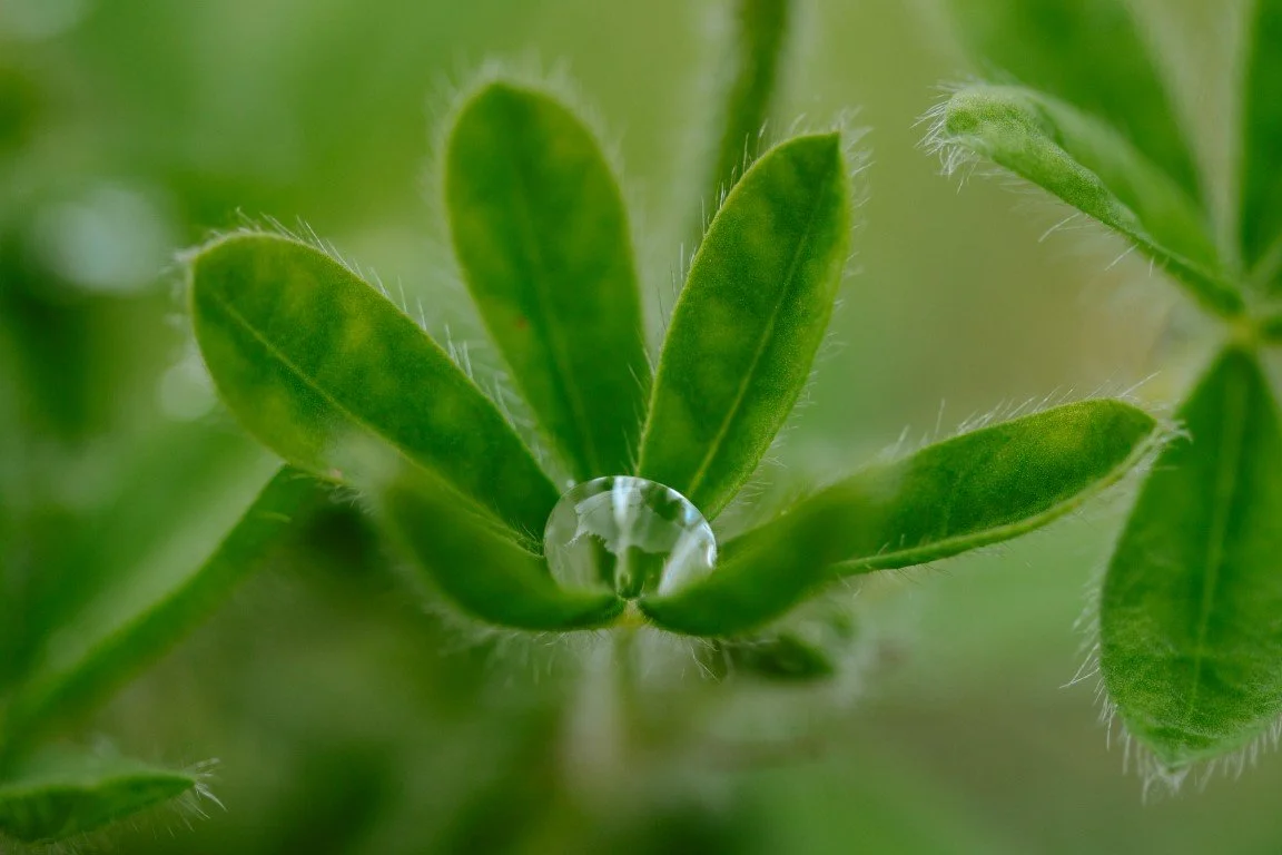 IMG_1204 (Moyenne).jpg