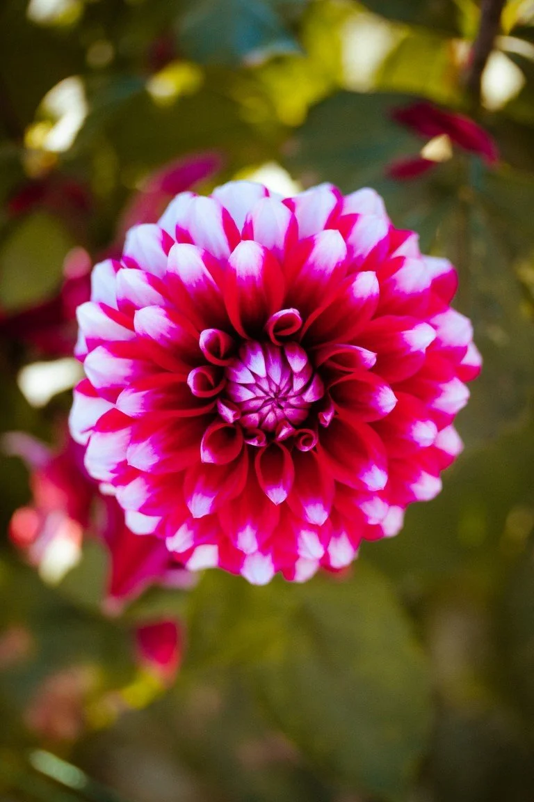 IMG_0572 (Moyenne).jpg