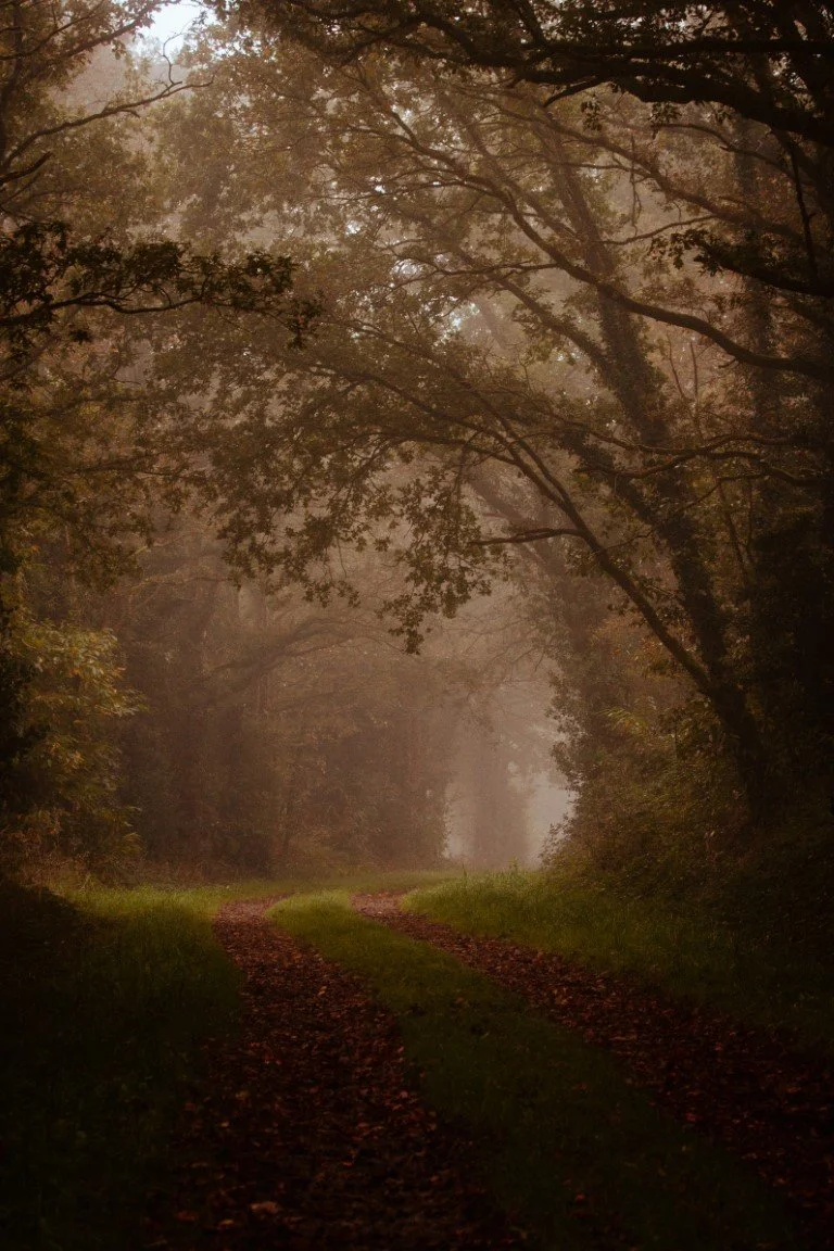 Brouillard_IMG_6126 (Moyenne).jpg