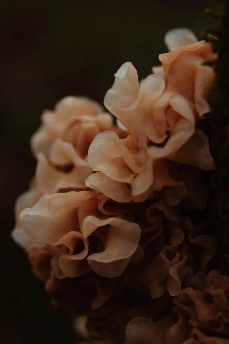 IMG_1408 (Moyenne).jpg