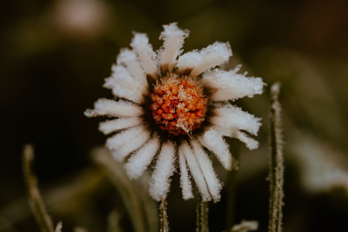 IMG_1279 (Moyenne).jpg