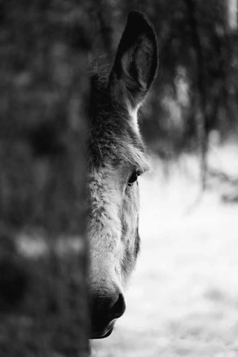 _89_5178 (Moyenne).jpg