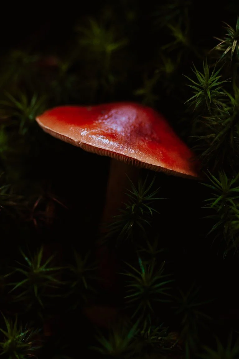 IMG_0680 (Moyenne).jpg