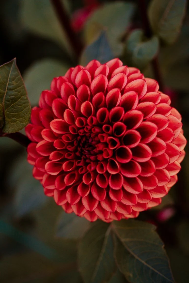 IMG_0604 (Moyenne).jpg