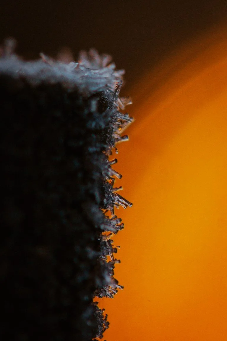 IMG_1234 (Moyenne).jpg