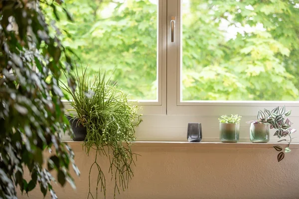 Blick aus dem Fenster mit viel Grün