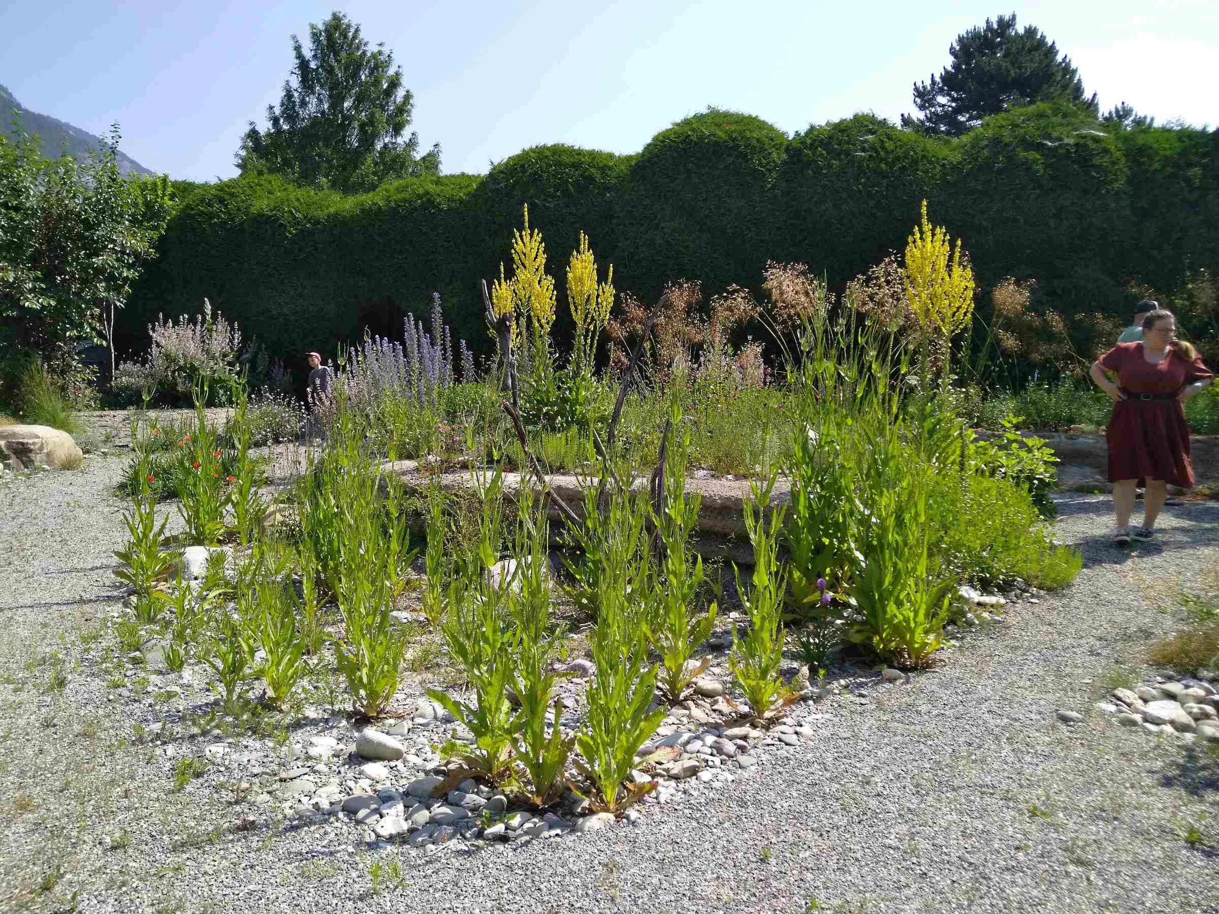 klimagarten-einheimisch-biodivers-hitzeresistent.jpg