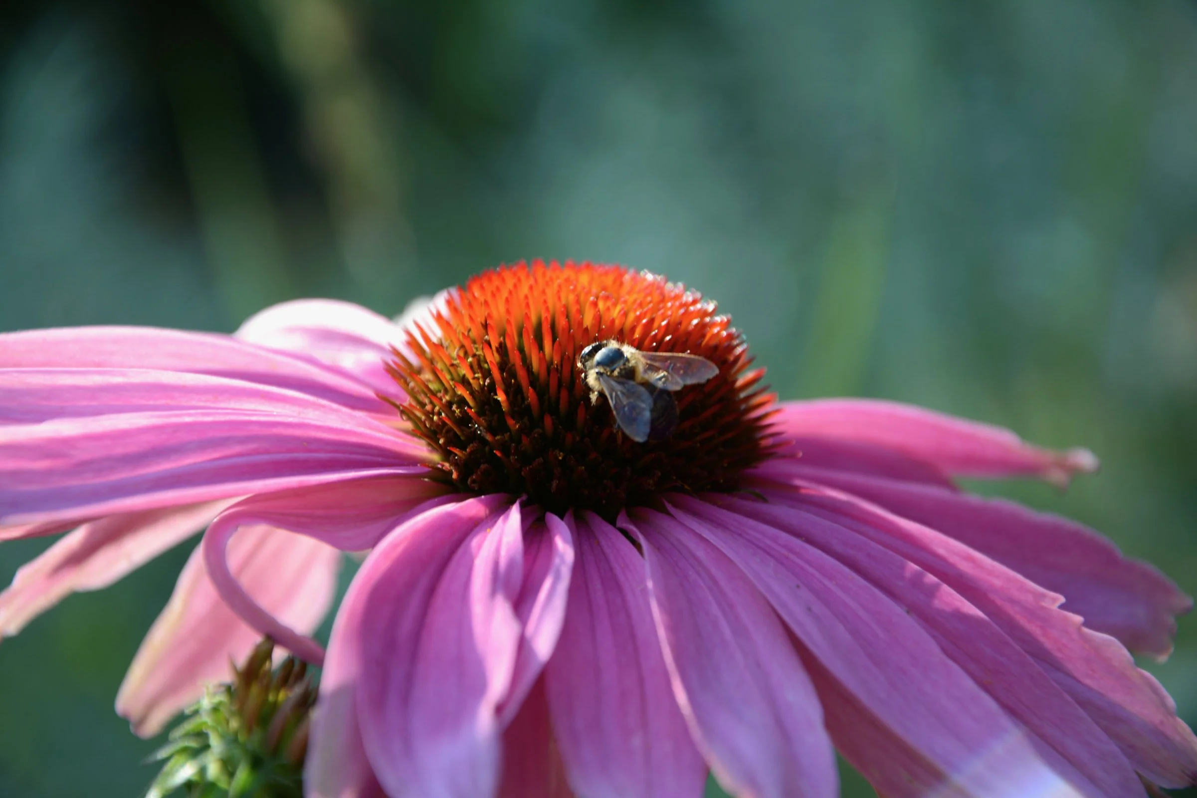 gartenplanung-naturnah-fuer-wildbienen.jpg
