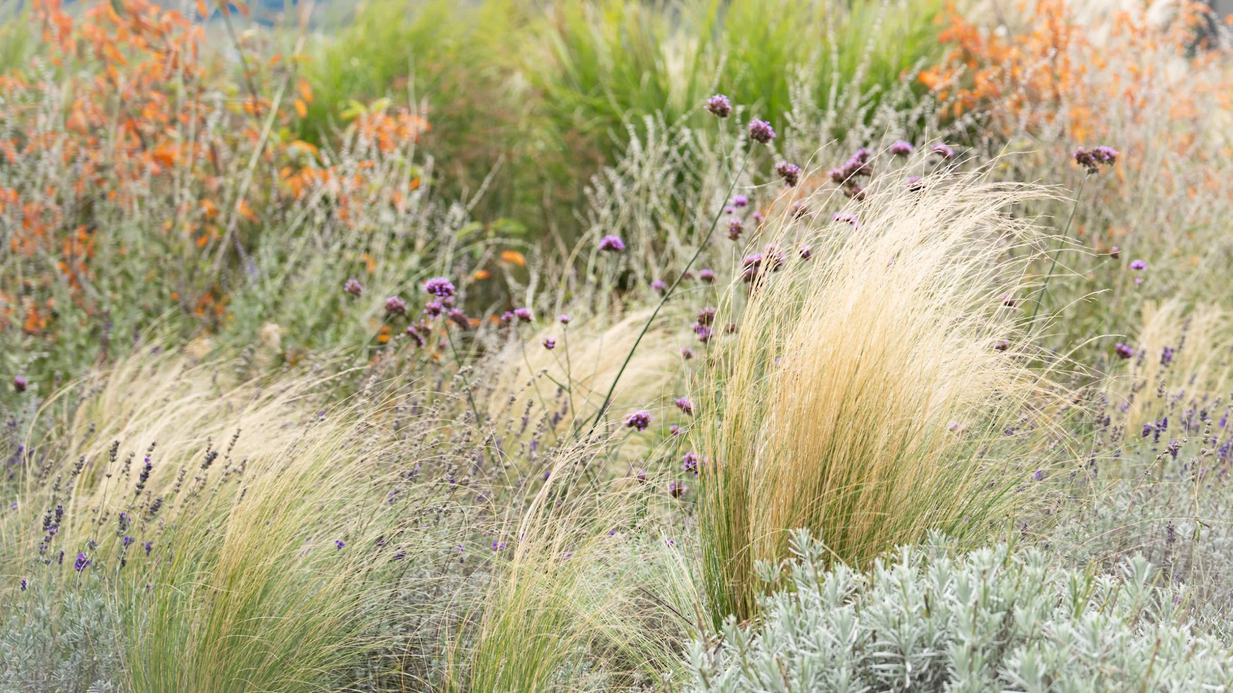 Bunte Blumen und Gräser in einem Garten, mit lila, orange, grün und beige Farbtönen, im Herbst.
