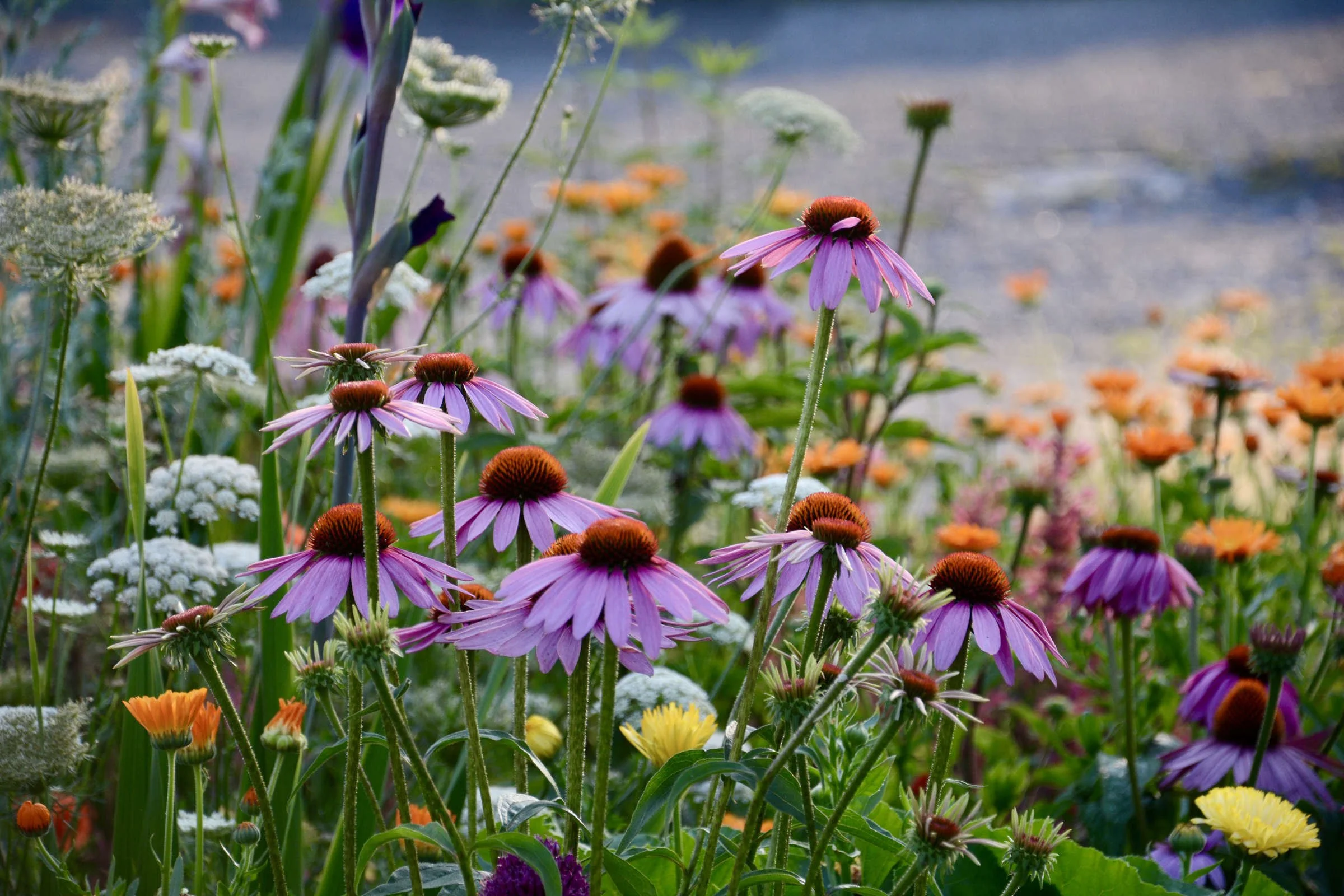 staudenwiese-blumenwiese-essbare-blueten.jpg