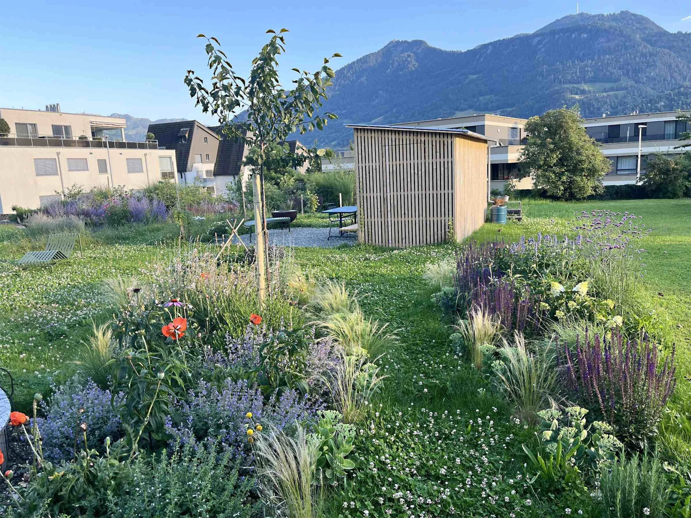 familiengarten-ungiftig-blumenwiese-biodivers.jpg