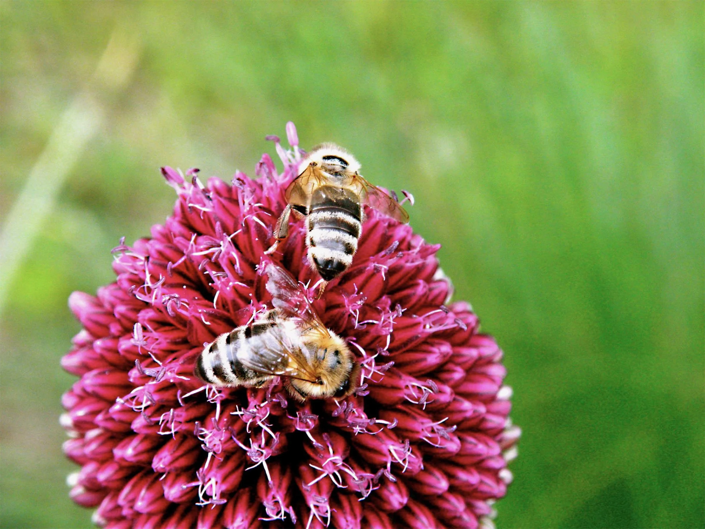 garten-neu-gestalten-pflegeleicht-bienen-freundlich.jpg