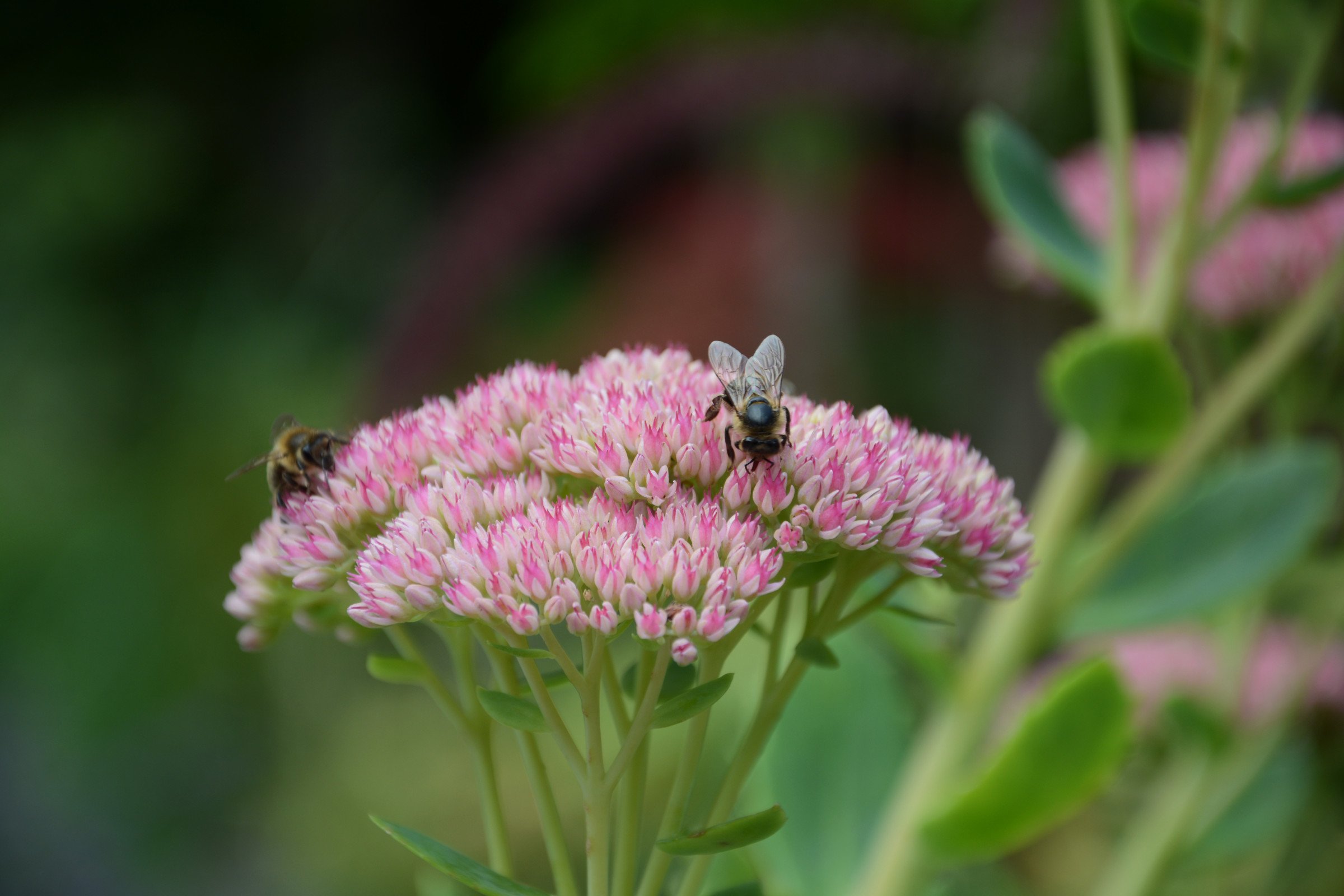 biene-freundlich-pflanze-garten-naturnah.jpg