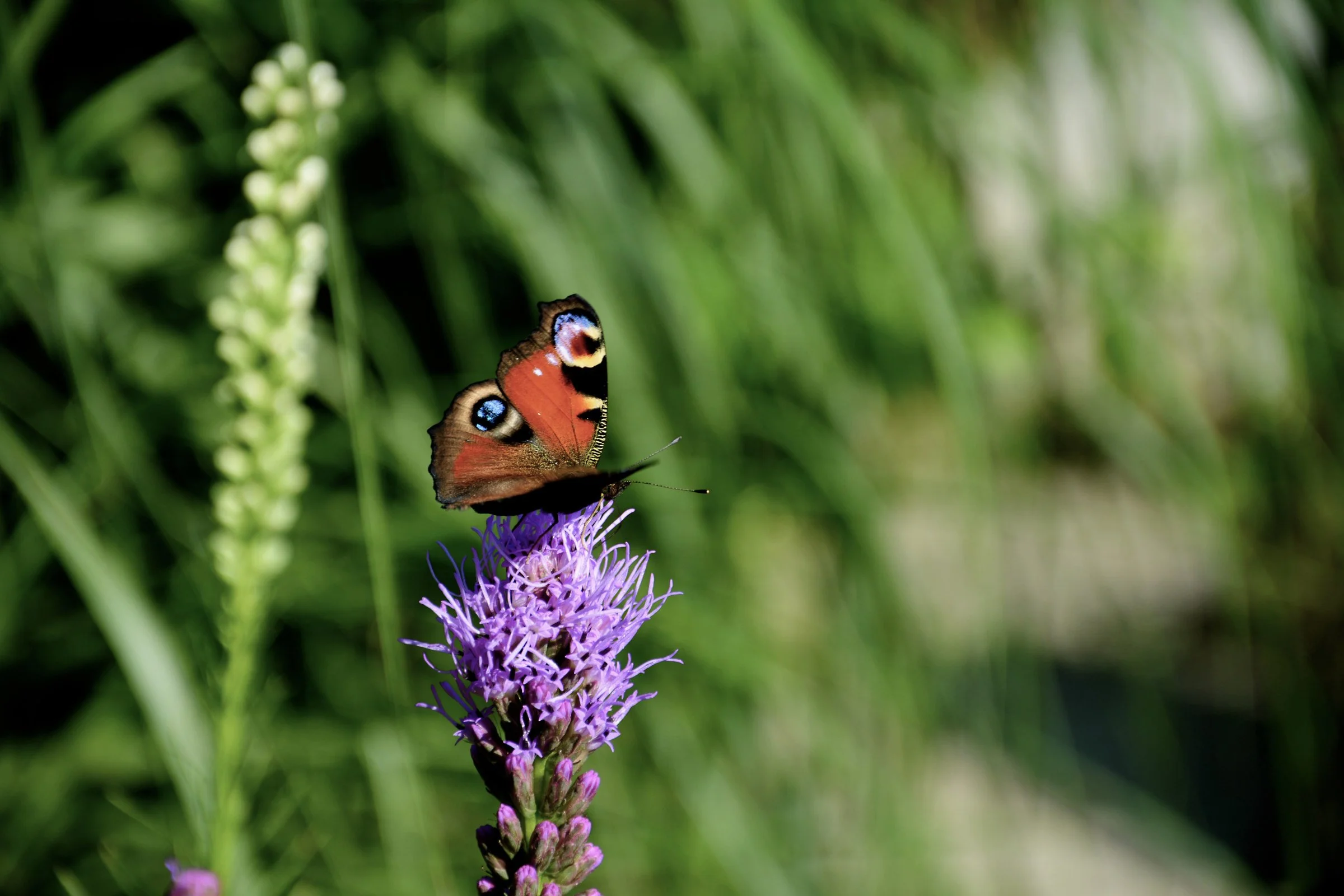 pflegeleichter-garten-ganzjaehrig-schoen.jpg