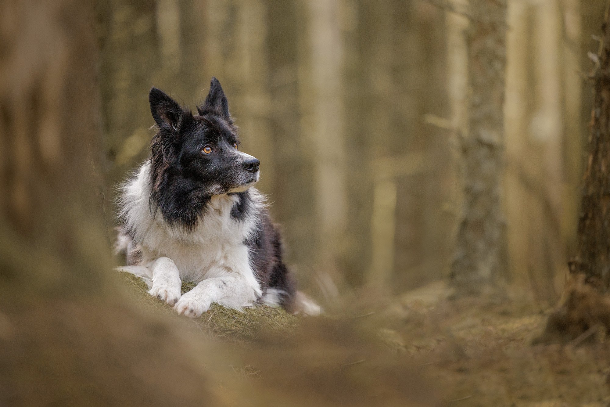 The-Pawtrait-Space-Dog-Photography-Seattle-Washington-06.jpg