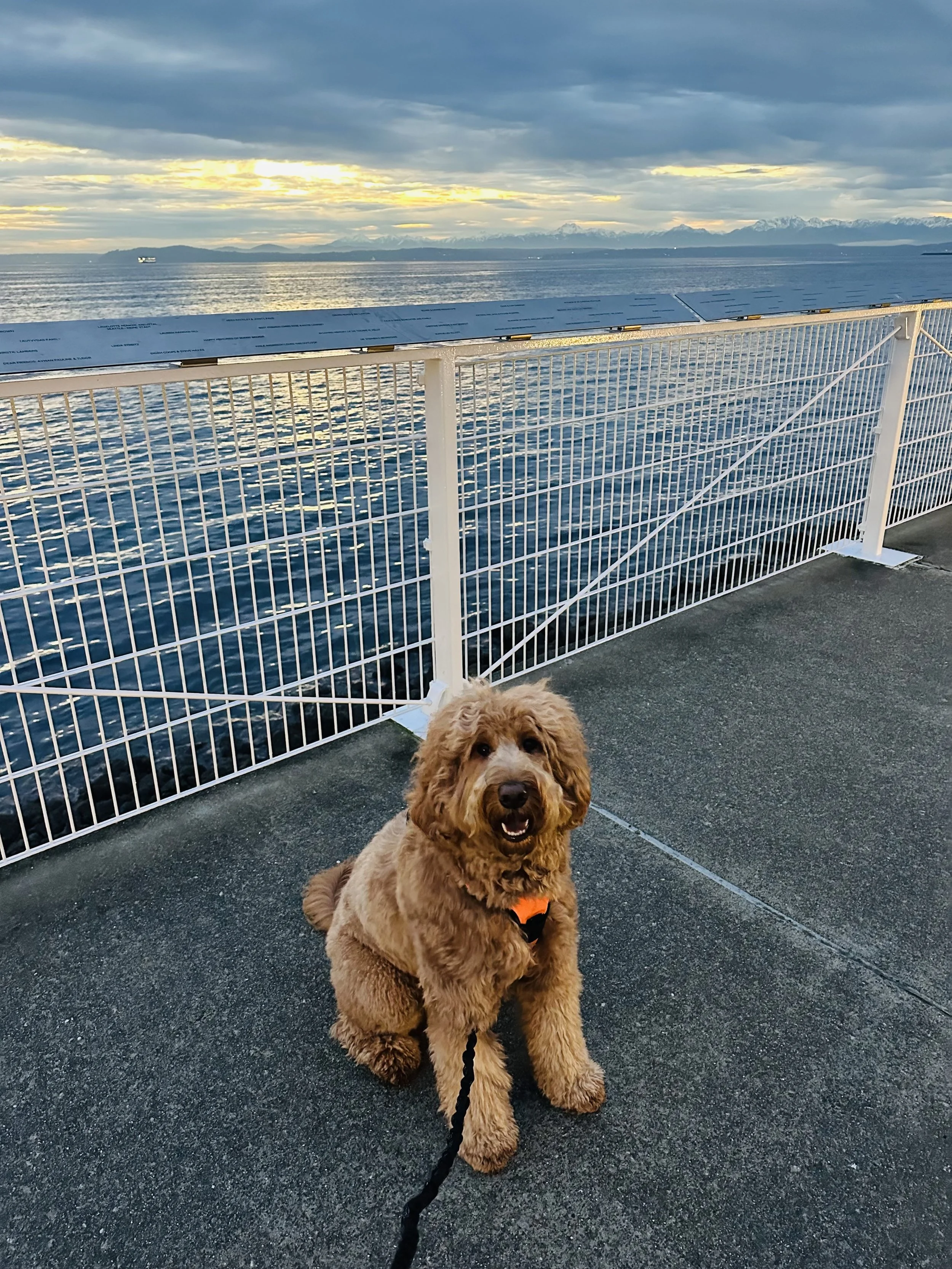 Dog Photo Shot at Olympic Sculpture Park