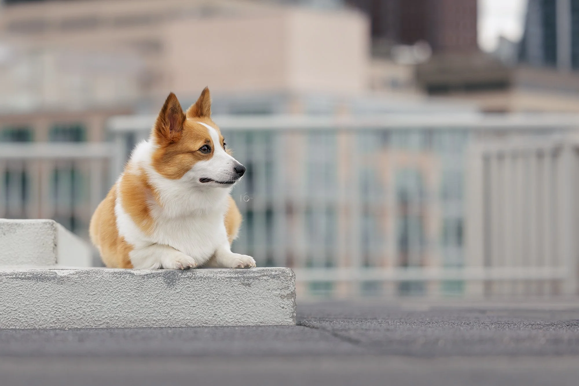 A corgi dog lying on a concrete ledge on a rooftop, with an urban cityscape in the background.