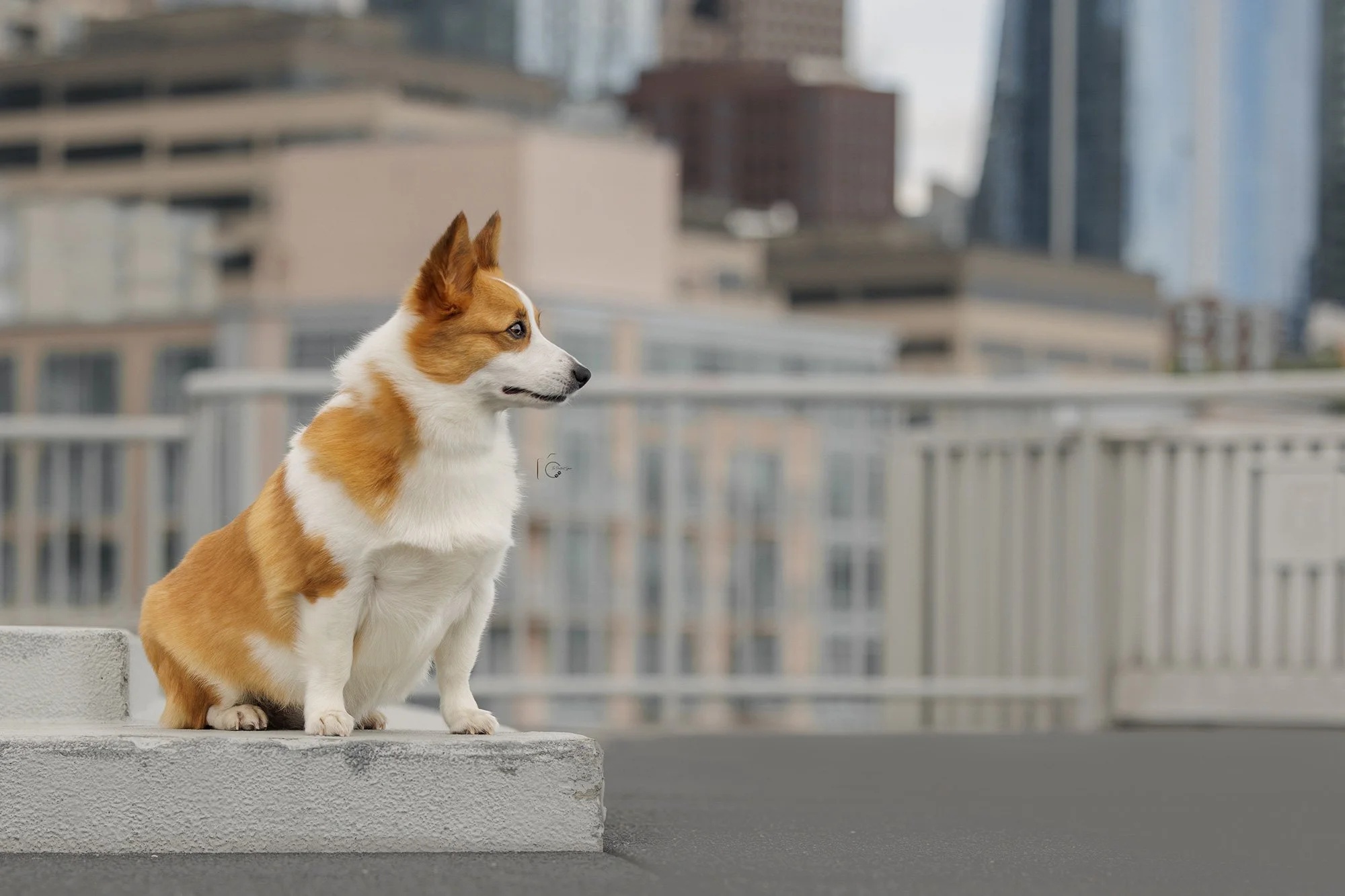 Dog Walks in and Around Downtown Seattle