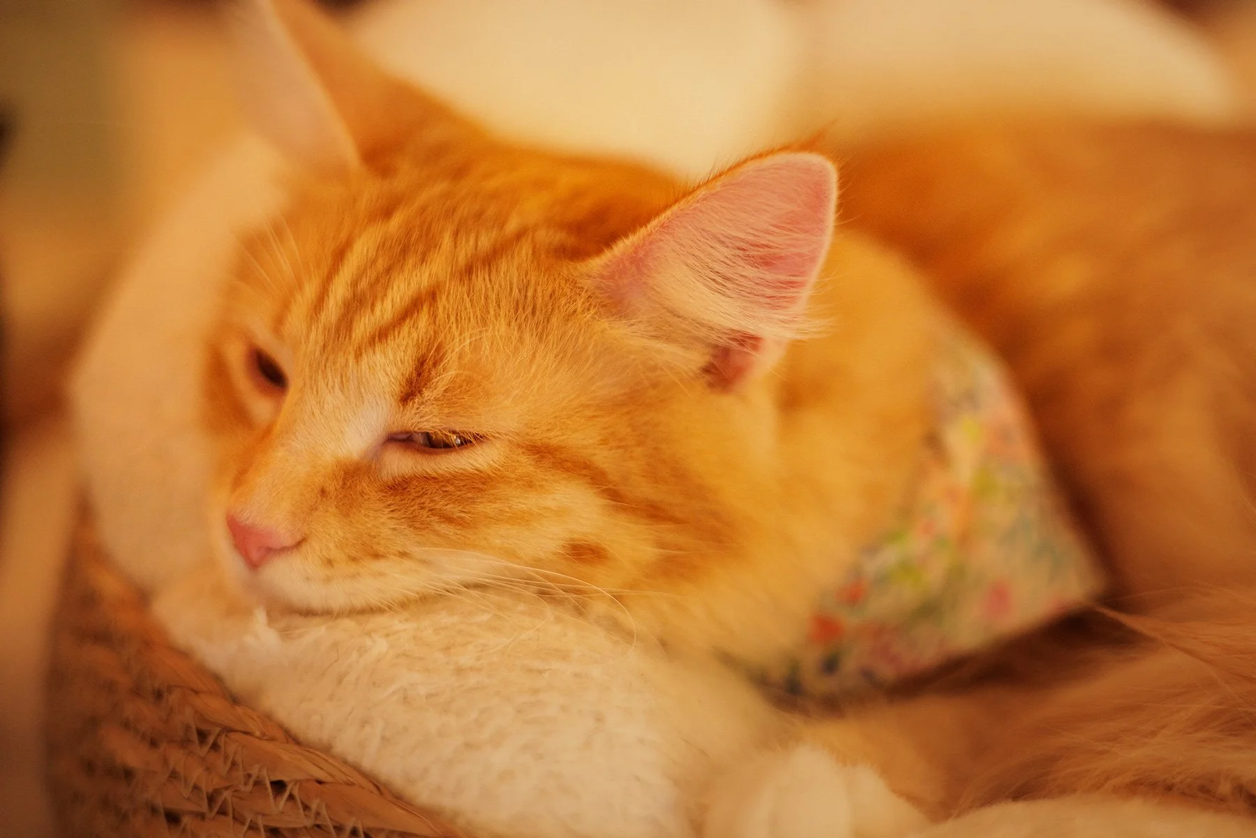 Curious About Cats? Here’s Why NEKO Cat Café is the Purrfect Start