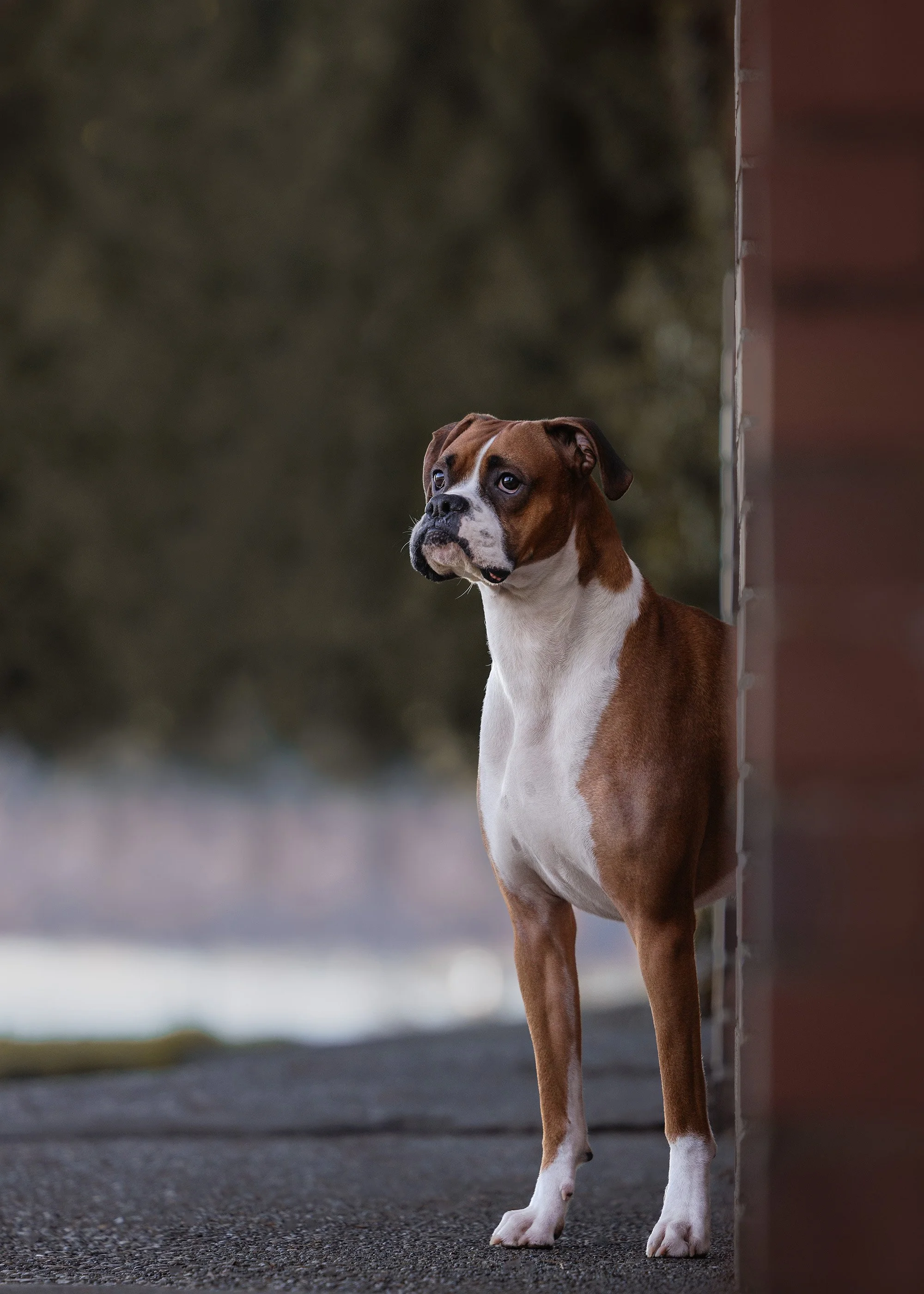 Boxer Standing at Seward Park