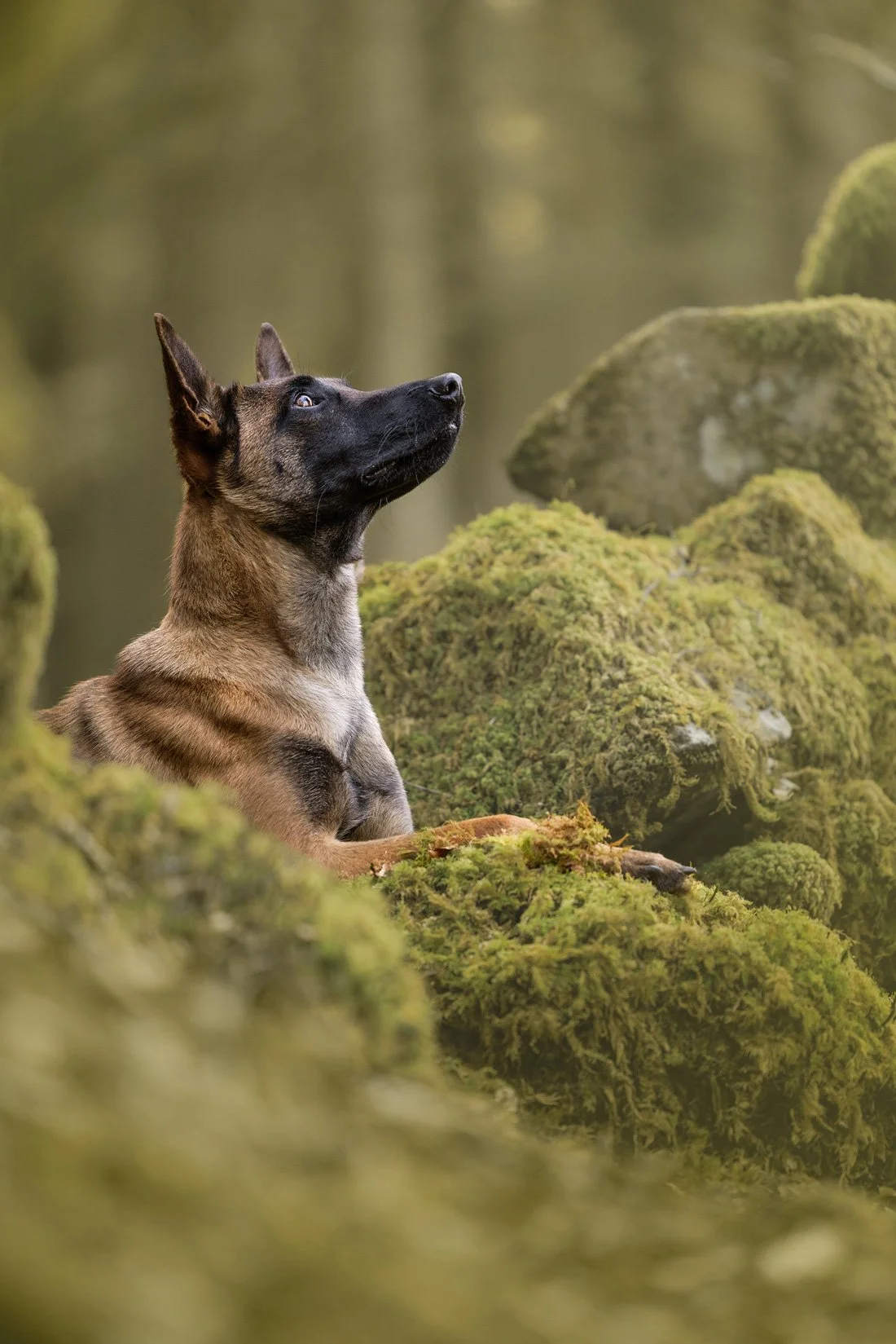 German Shephard Posing the Camera with ears perked up at Luther Burbank Park
 by The Pawtrait Space