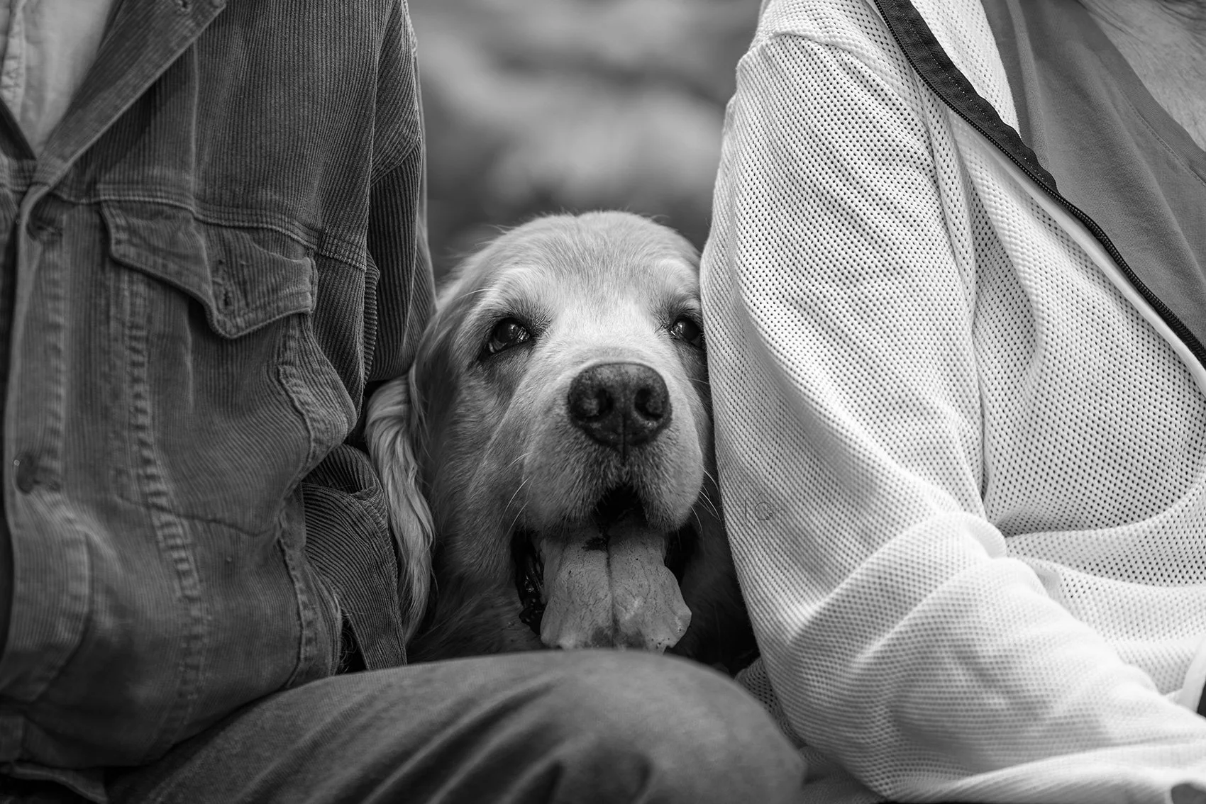 Llandover Woods Greenspace