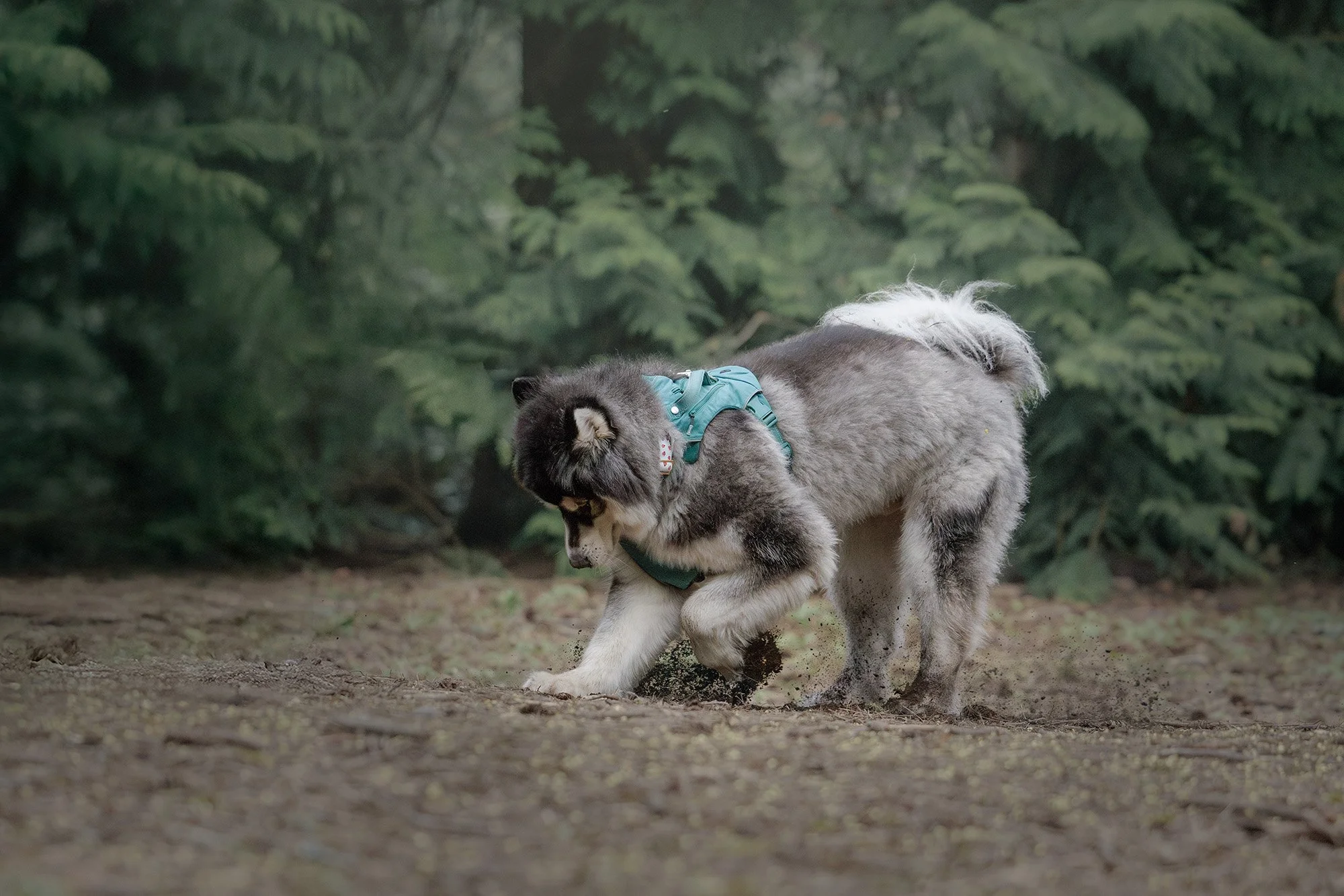 Alaskan Malamute playfully sniffing the ground at Discovery Park, caught in the moment by The Pawtrait Space