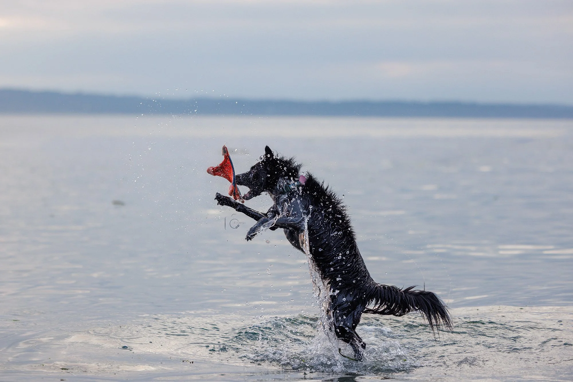 Border Collie Playing at Golden Garden Park by The Pawtrait Space
