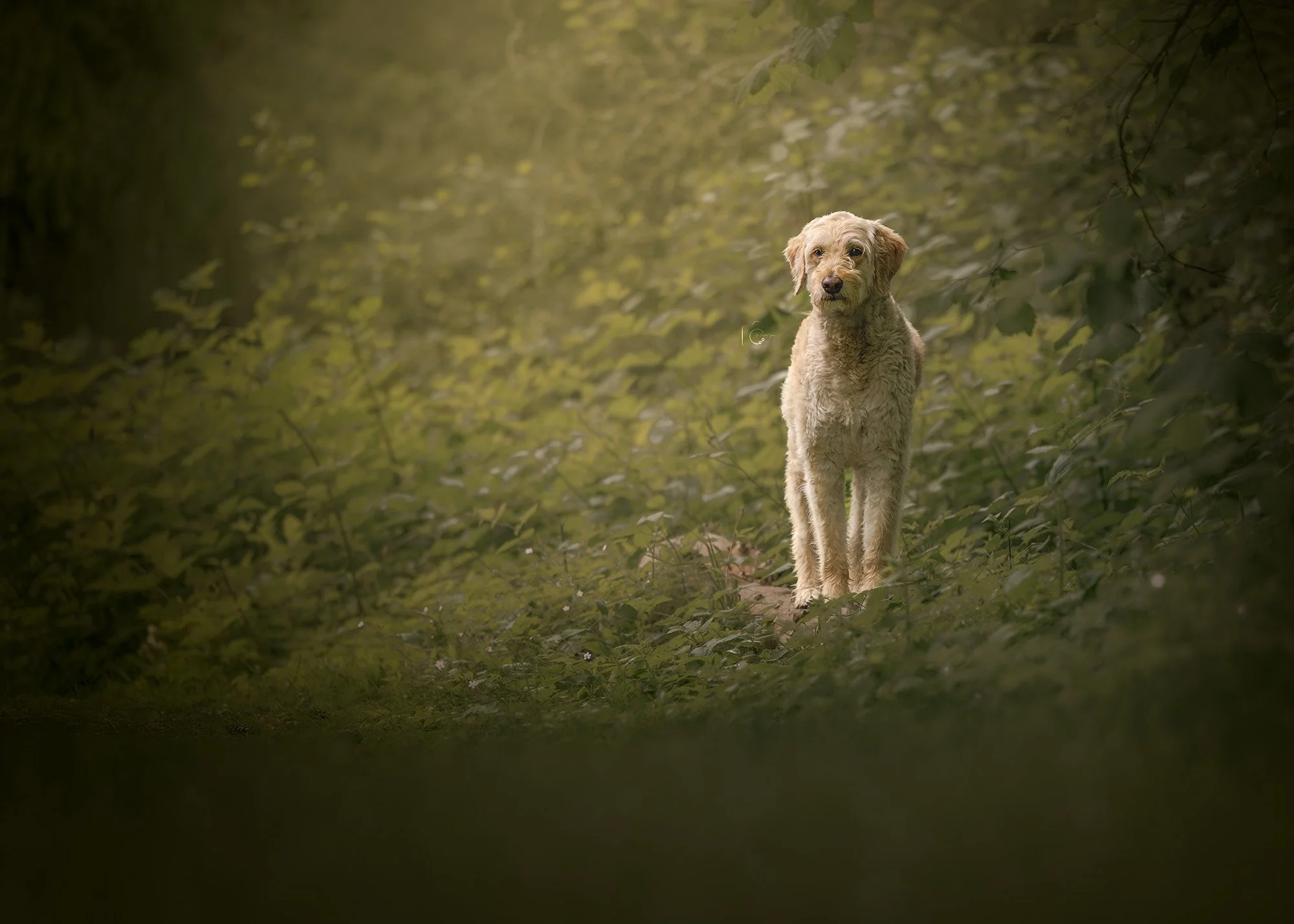 Merieke a playful Golden Doodle, standing on a log at Washington Park Arboretum during a pet photoshoot by The Pawtrait Space