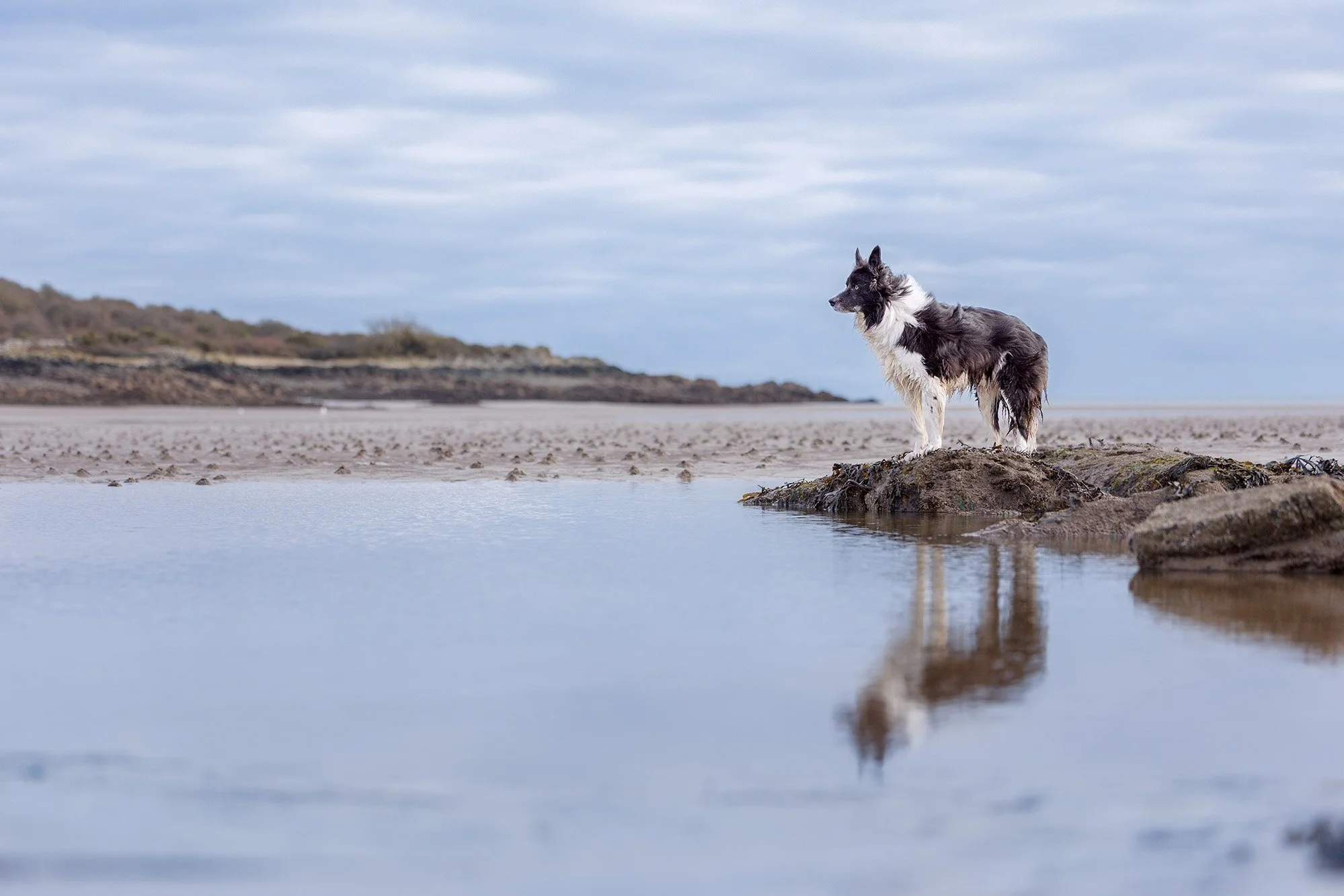 Border Collie standing by a puddle with its reflection visible during an outdoor pet photoshoot by The Pawtrait Space