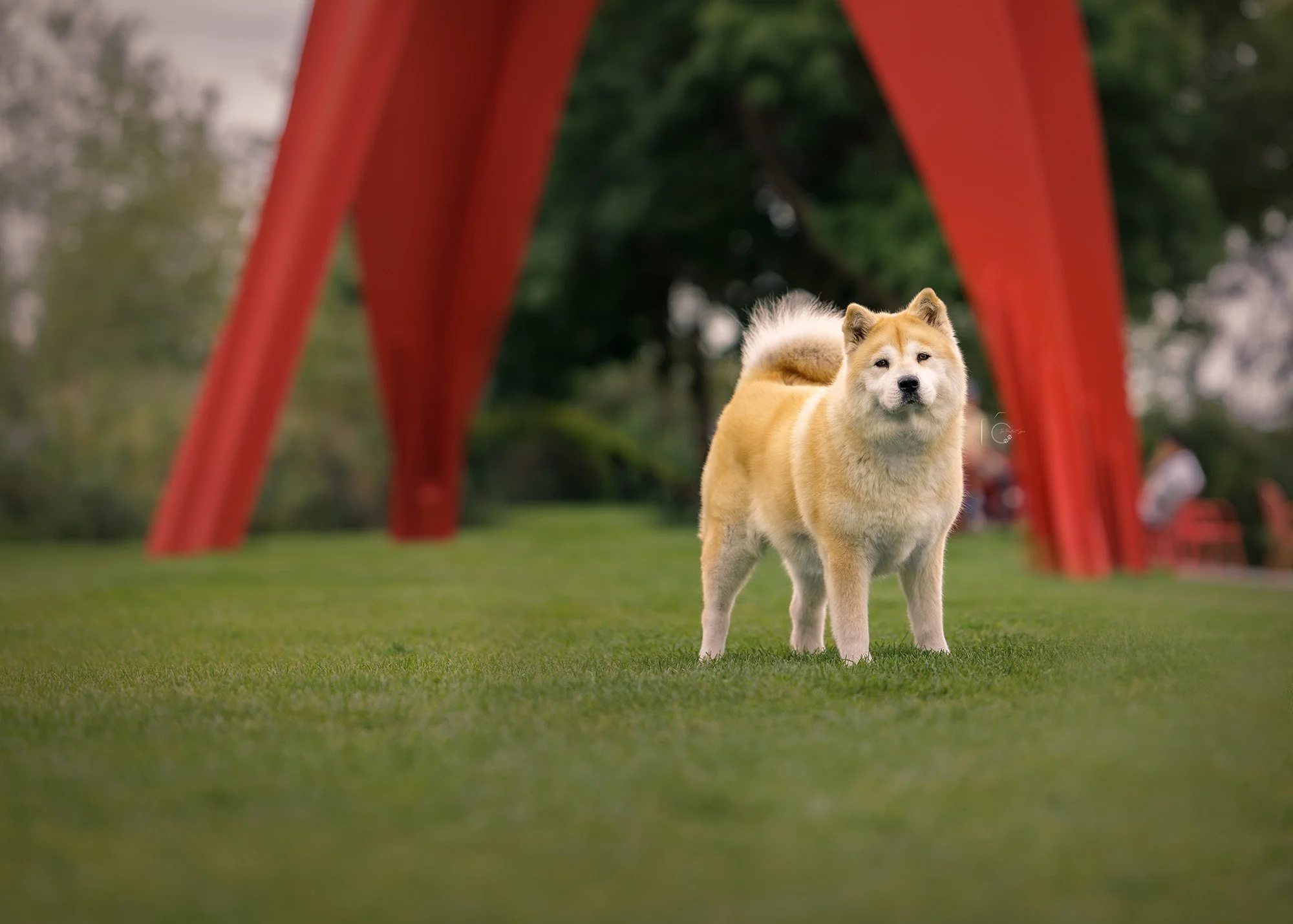 Husky Dog Photoshoot by The Pawtrait Space