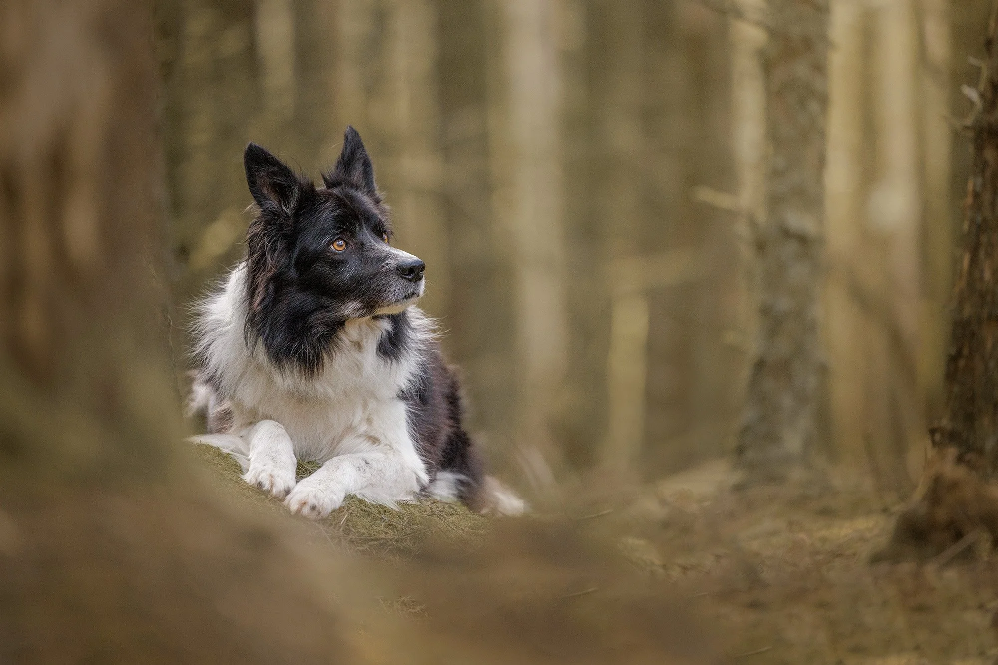 Border Collie Dog Photography at Seward Park Seattle