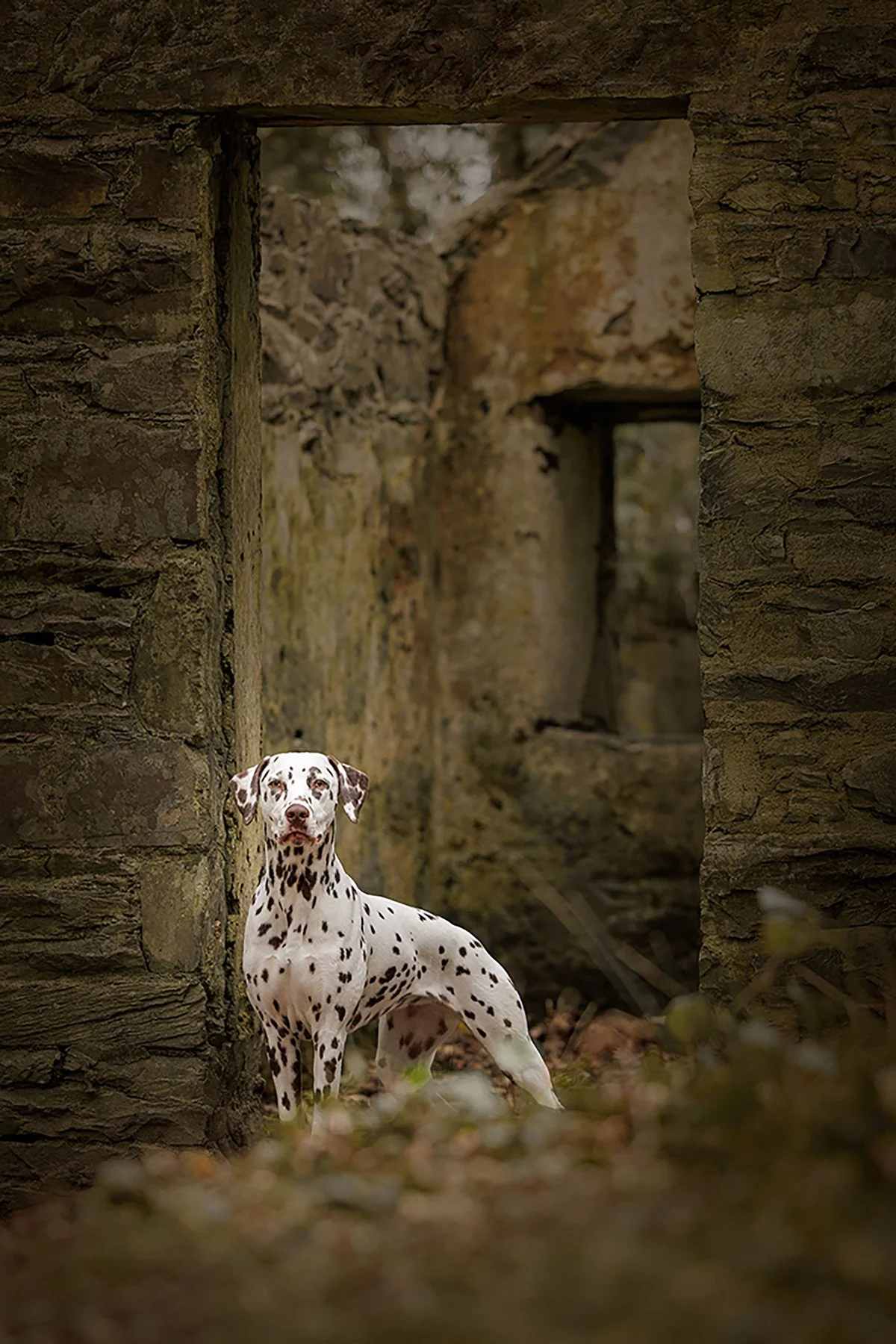 Dalmatian standing proudly at the door, photographed by The Pawtrait Space