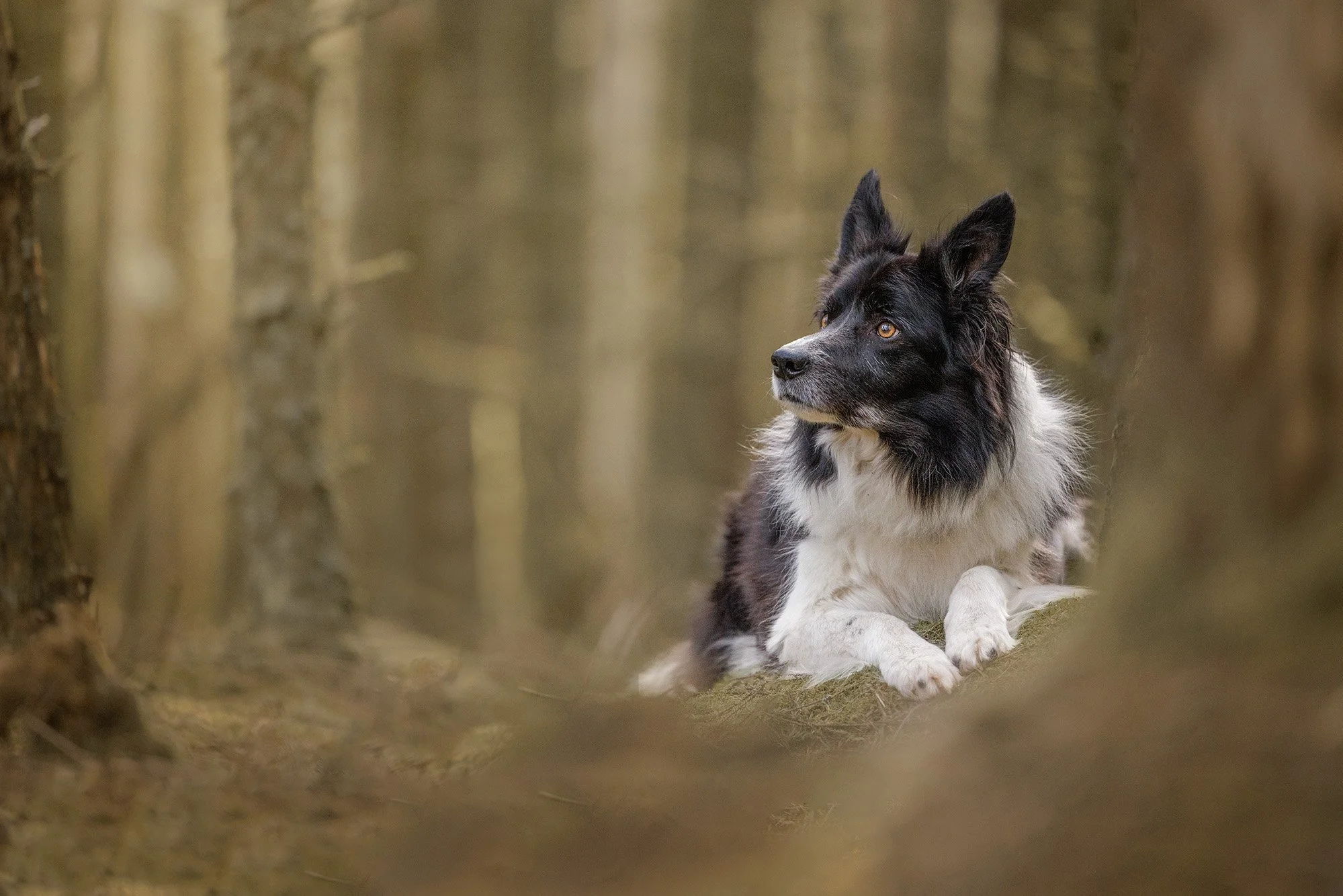 Border Collie sitting calmly in a dense forest during an outdoor pet photoshoot by The Pawtrait Space