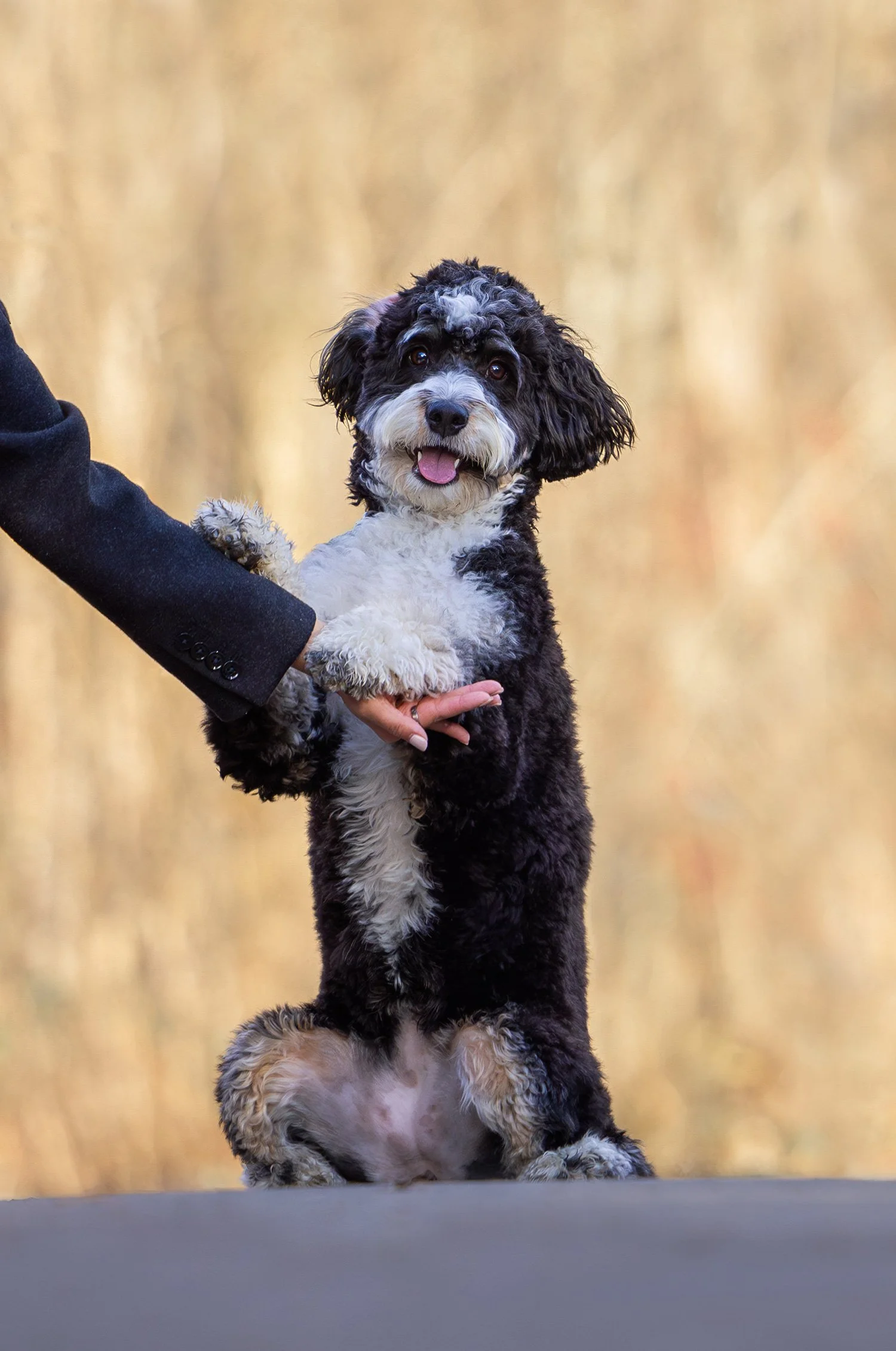 Marymoor Off-Leash Dog Park