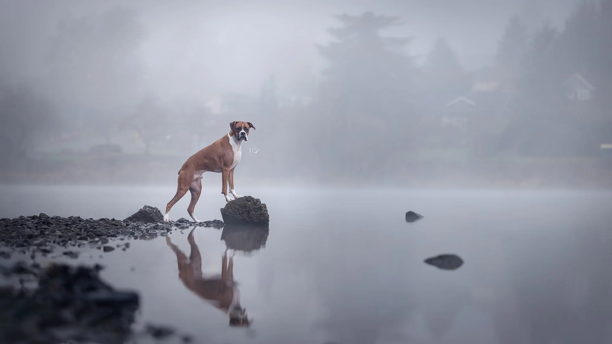 Boxer dog at Seward Park Seattle