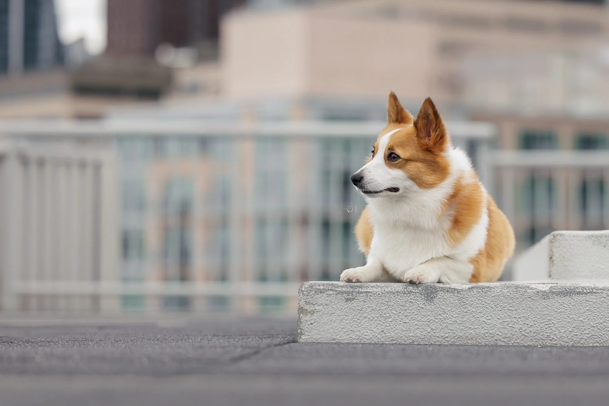 Corgi sitting calmly at Pier 66 in downtown Seattle during a pet photoshoot by The Pawtrait Space