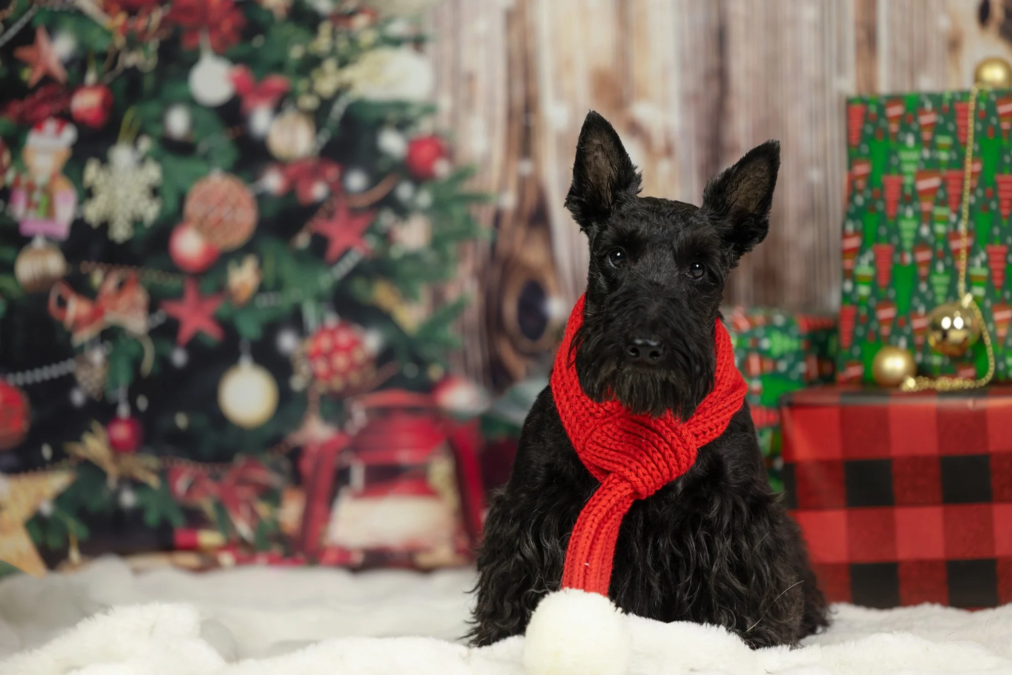 A black Scottish Terrier wearing a red Christmas-themed scarf, sitting on a white furry surface in front of decorated Christmas tree and wrapped presents.