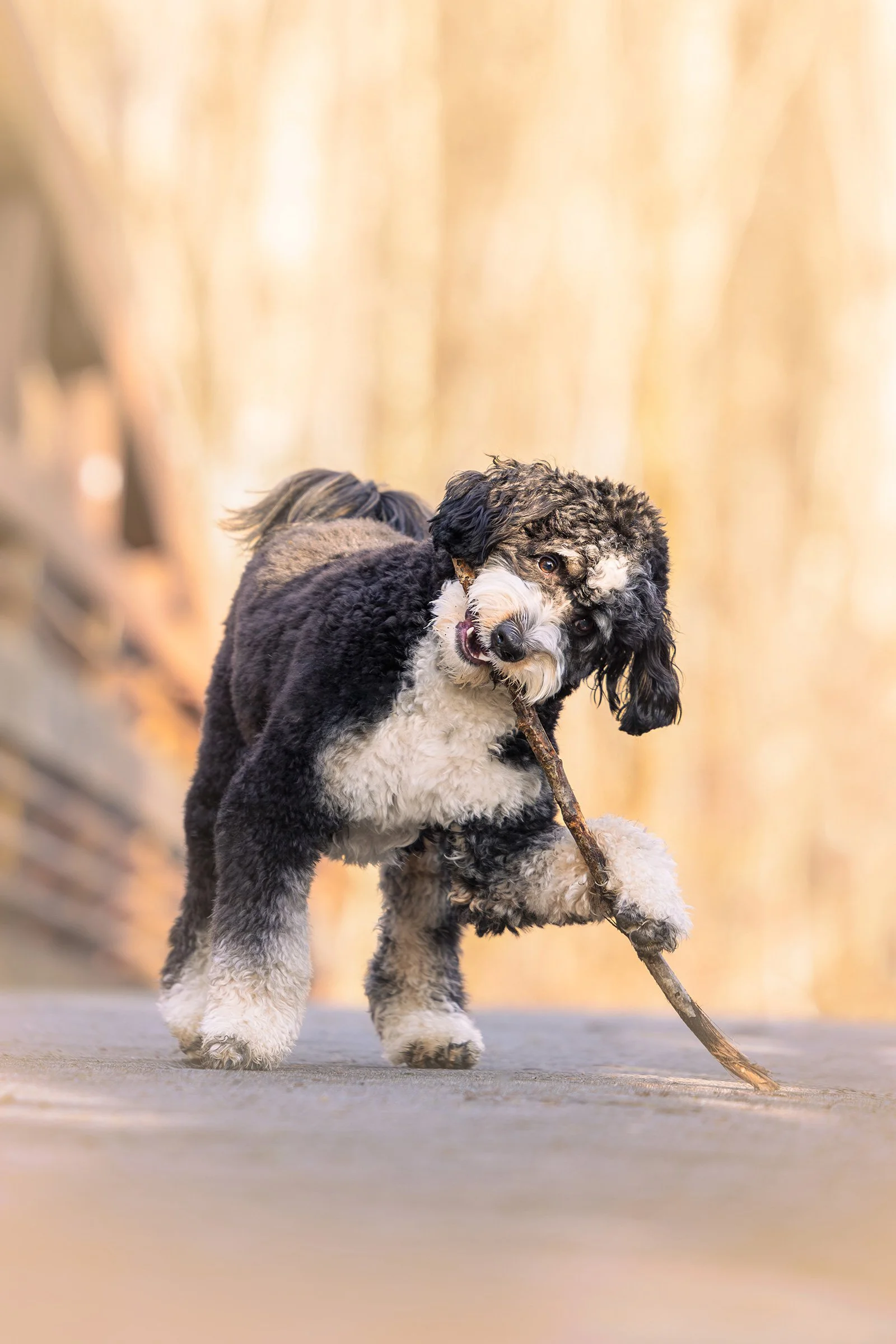 Marymoor Off-Leash Dog Park