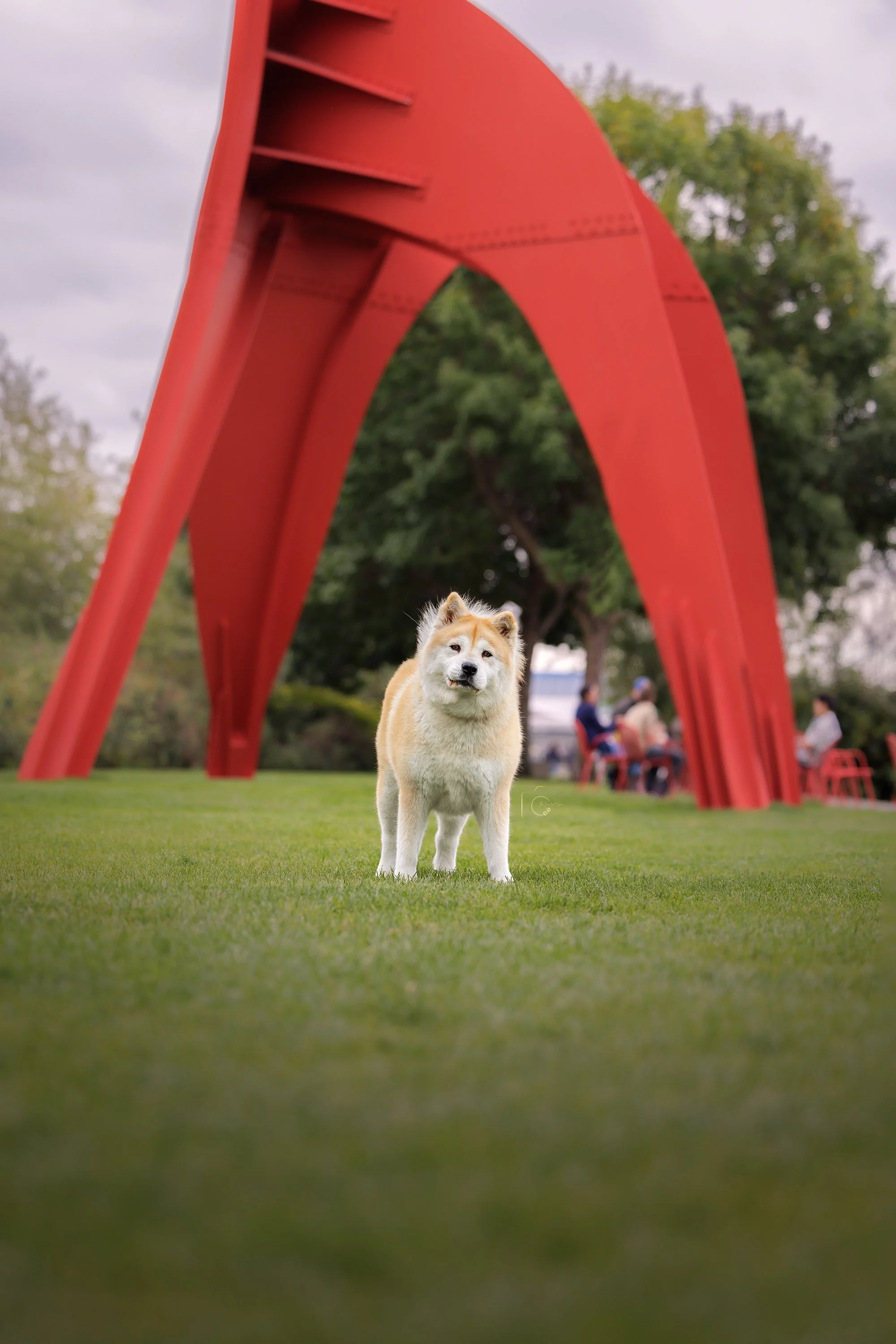 Husky Dog Casually Posing at Olympic Sculpture Park