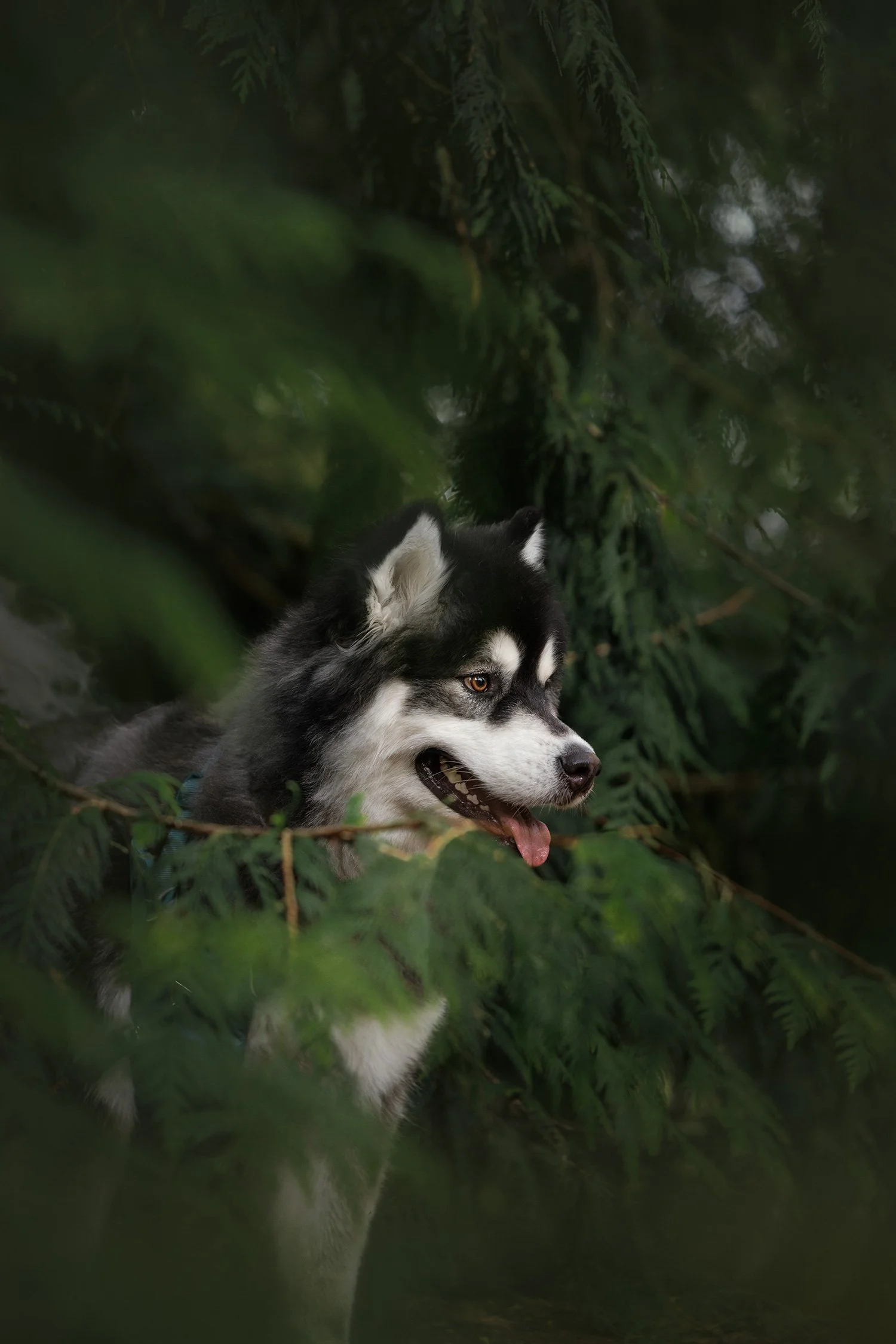 Alaskan Malamute standing beside a tree trunk at Discovery Park, part of a storytelling session by The Pawtrait Space