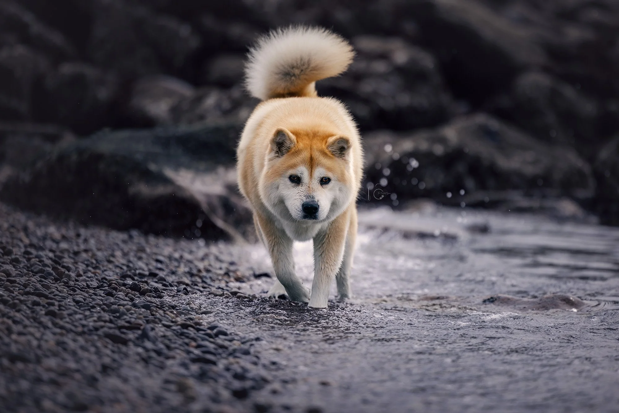 Chow Chow at Olympic Sculpture Park