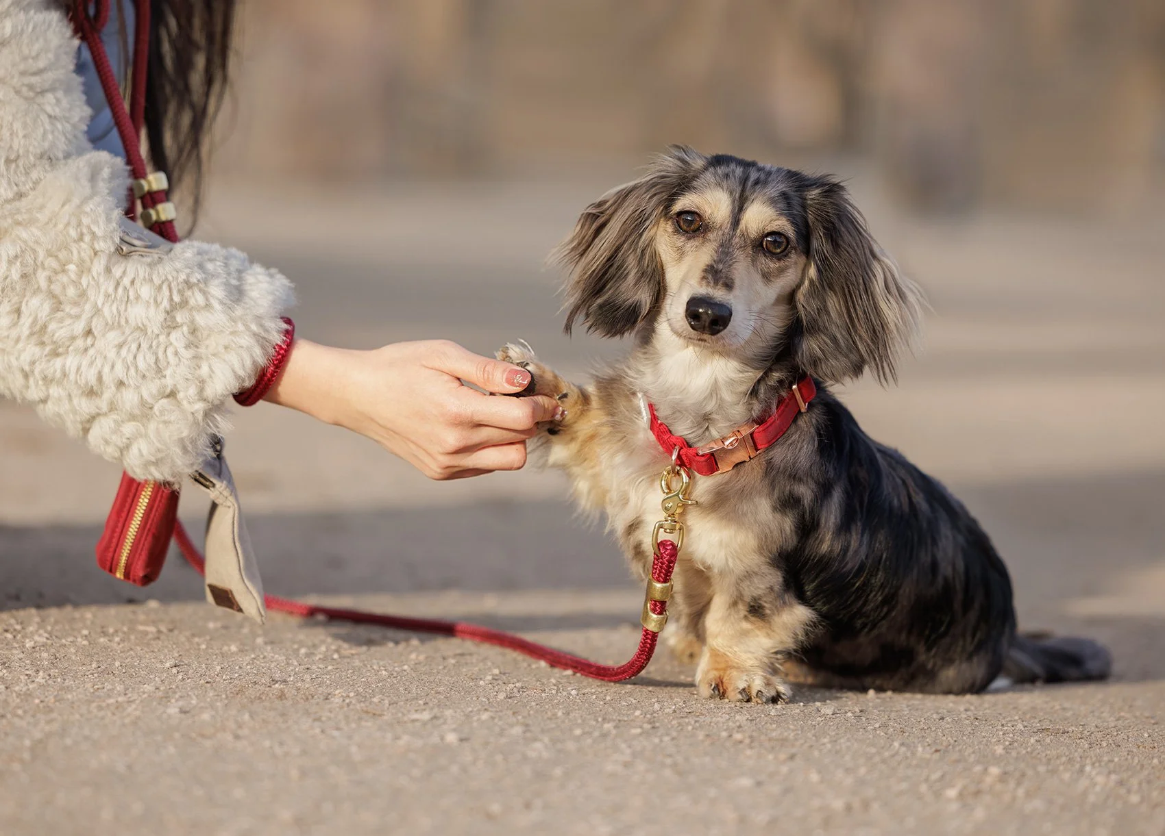 Miniature Dachshund shaking paws with her owner at Bellevue Downtown Park by The Pawtrait Space