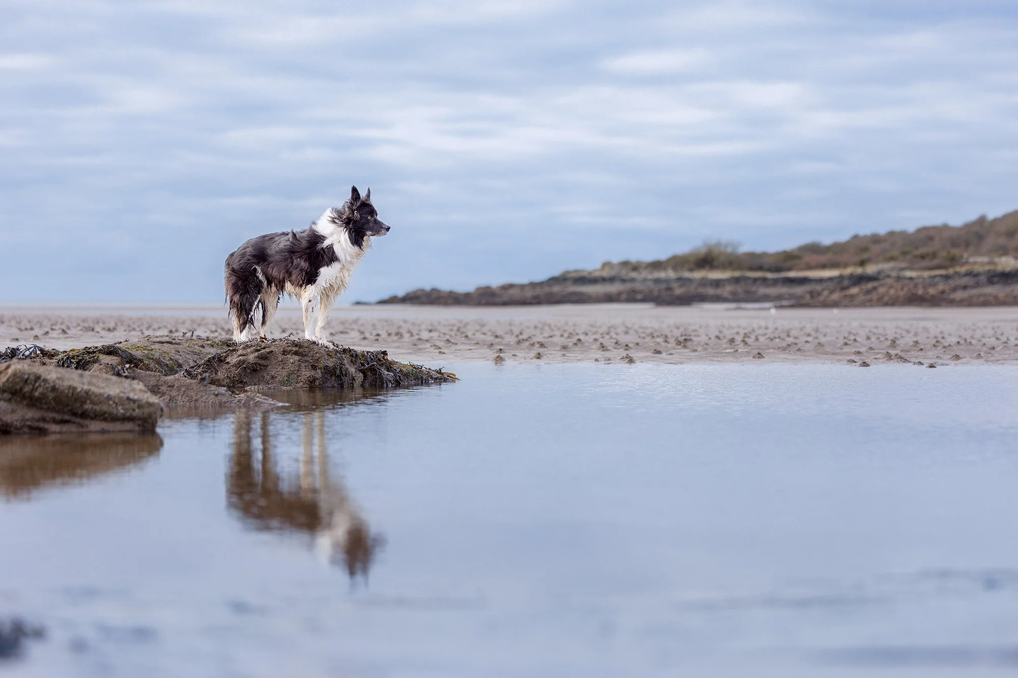 Border Collie standing on a rock surrounded by nature 
