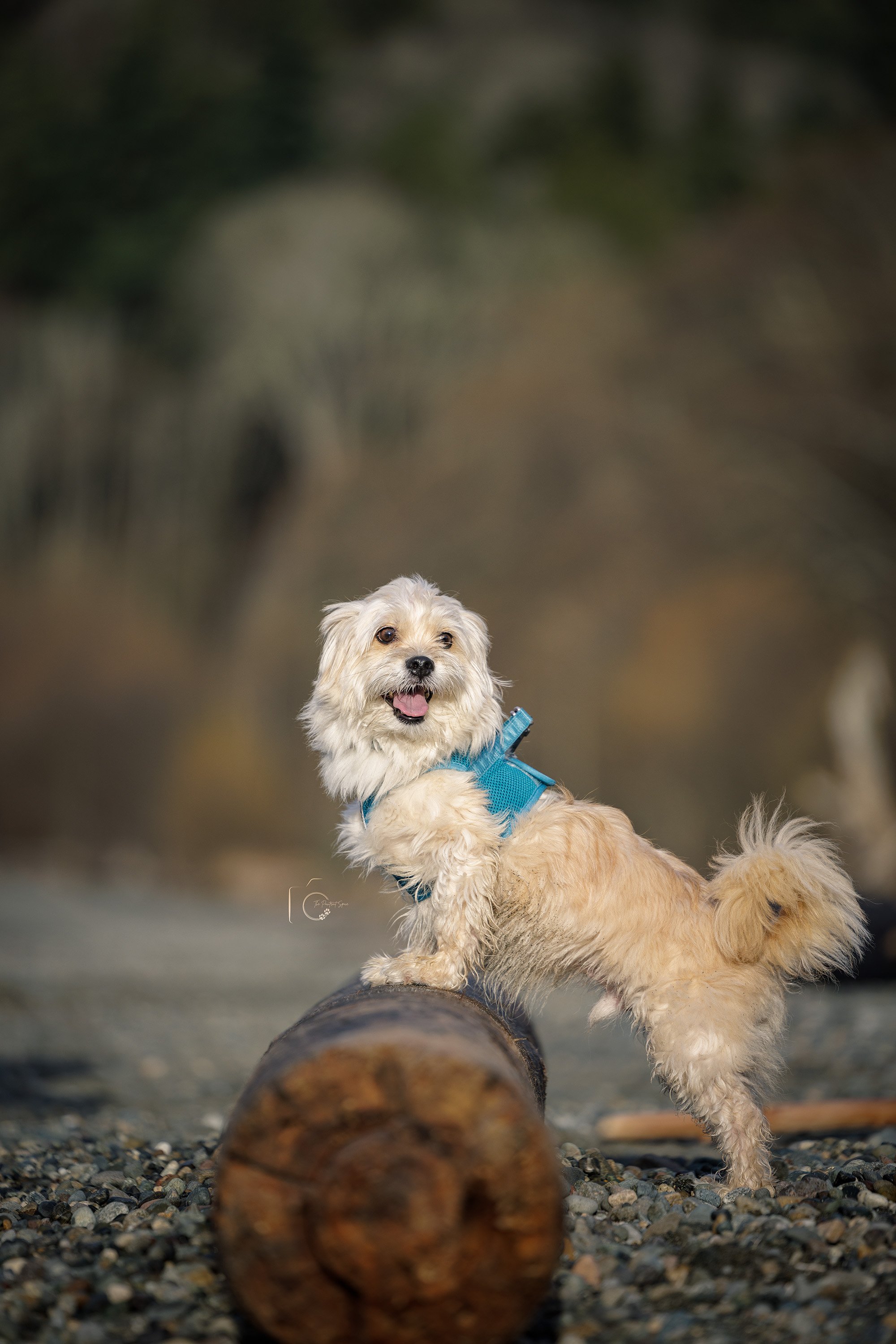 Professional dog photography of a leash-reactive Lhasa Apso and Maltese mix at Seahurst Park, West Seattle. A controlled outdoor setting made it possible to create relaxed, authentic portraits.