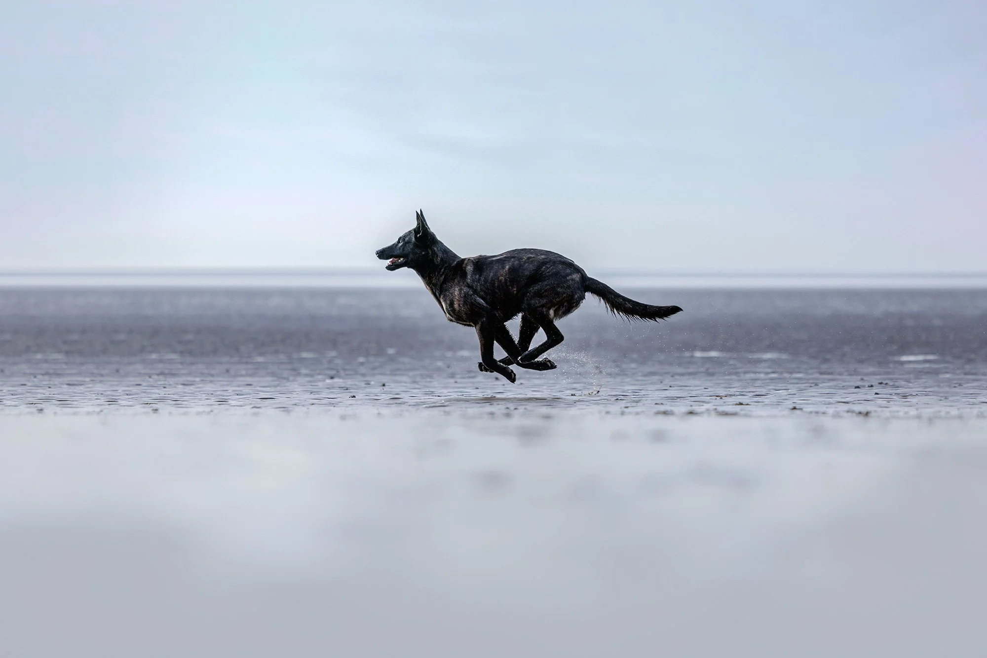 Photographed mid-run, showing energy and personality by The Pawtrait Space