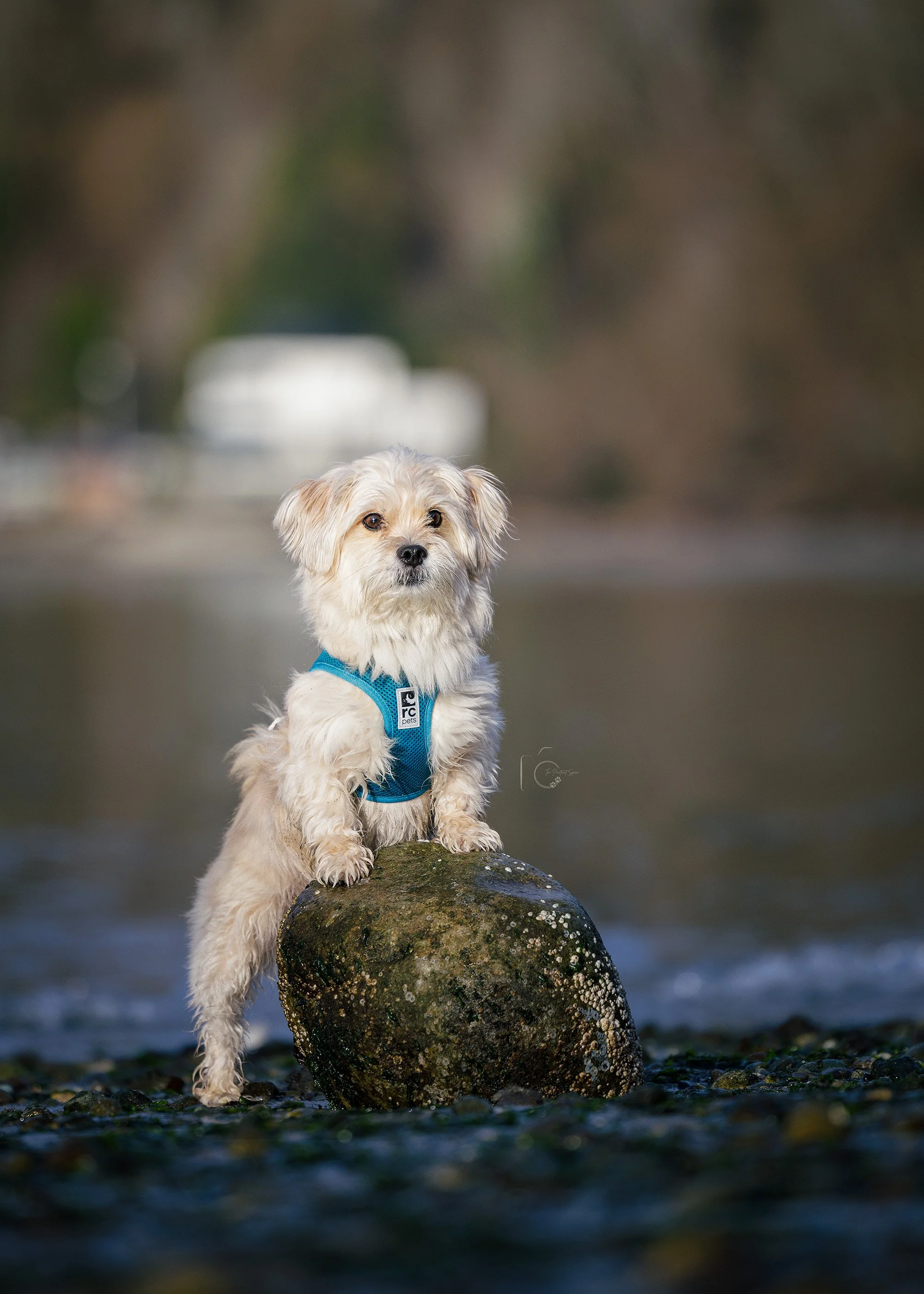 A Lhasa Apso and Maltese mix captured during a calm, leash-reactive dog photography session at Seahurst Park, West Seattle. The session focused on space, patience, and the dog’s comfort.