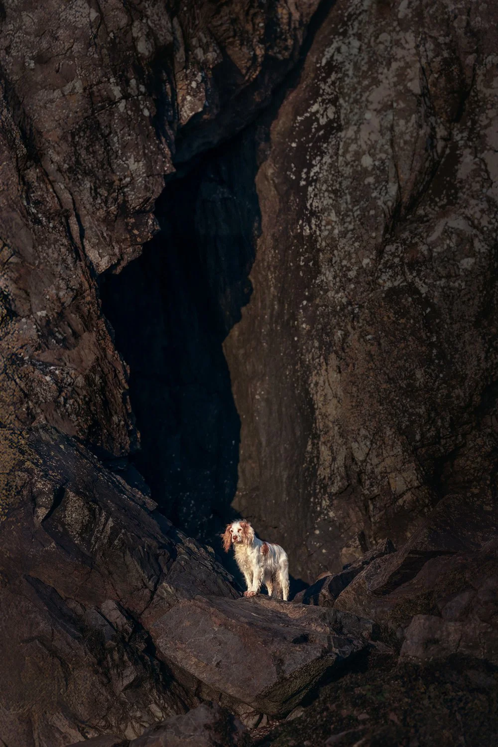 Standing Calmly during a golden hour shoot by The Pawtrait Space
