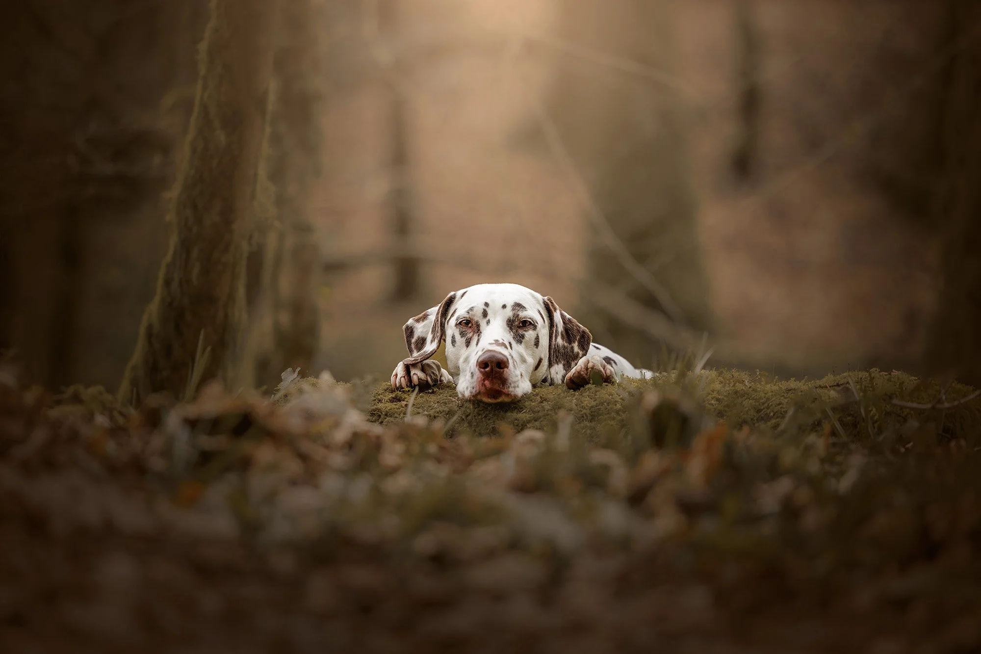 Boxer dog at Seward Park Seattle