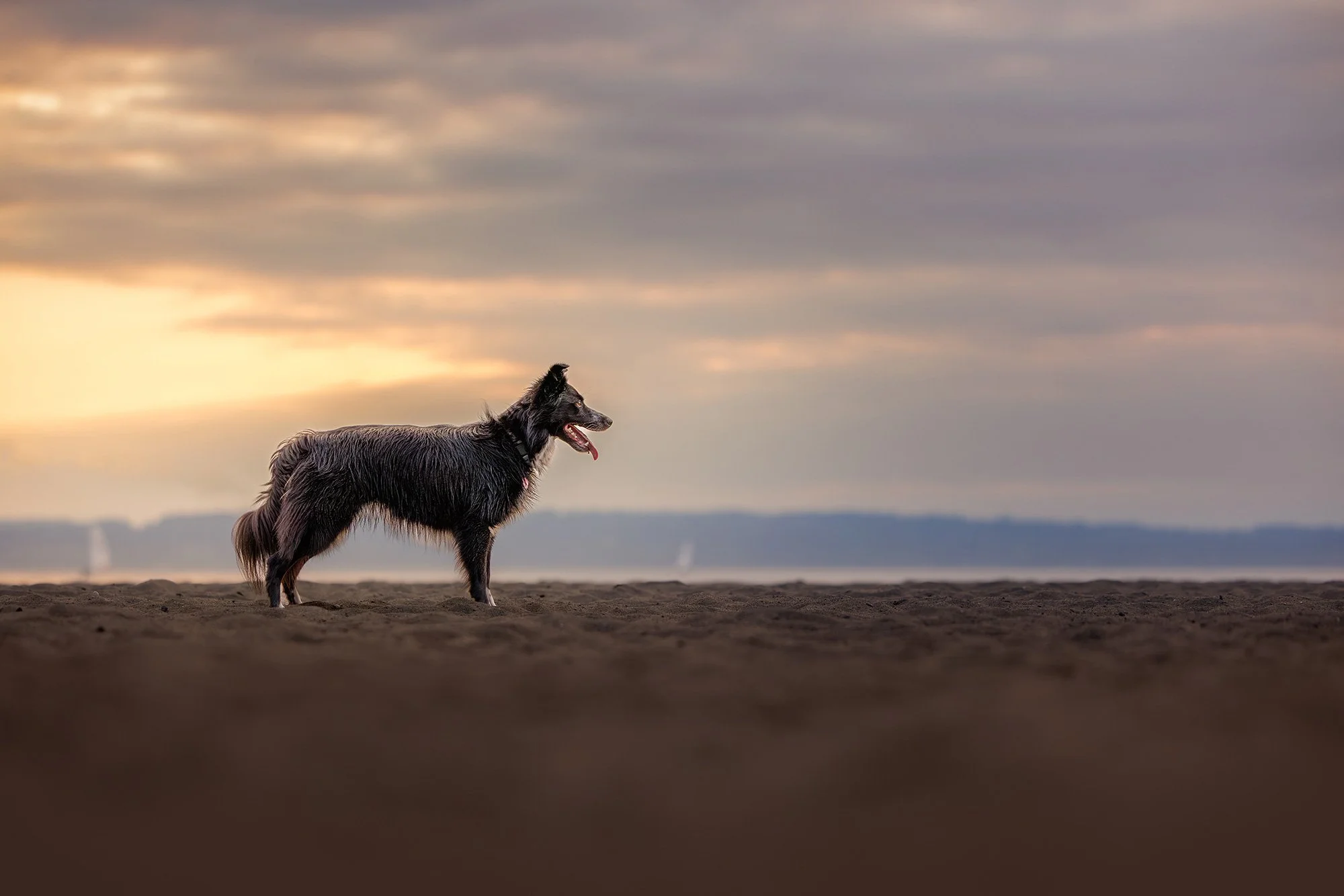 Border Collie Session at Golden Garden Park